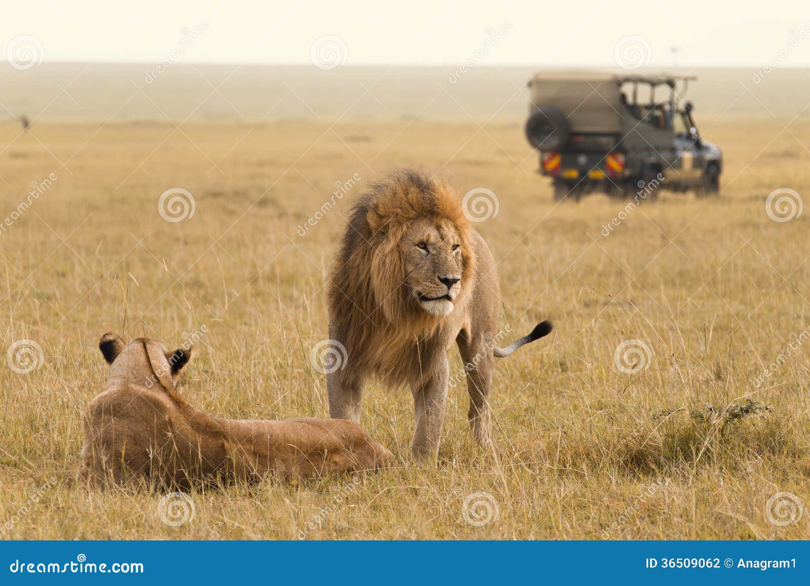 african lion couple and safari jeep