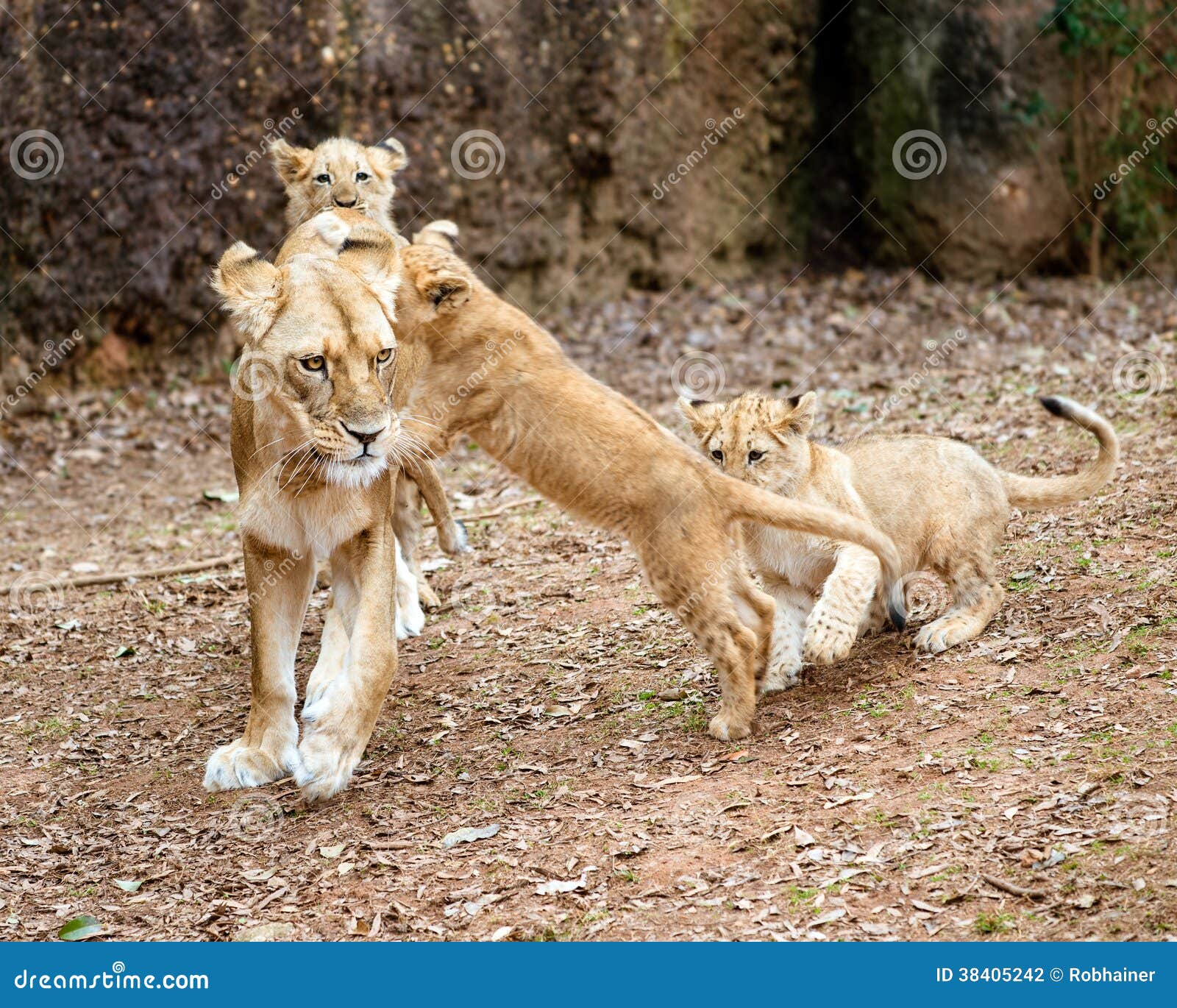 African Lion Cubs Playing with Their Mother Stock Photo Image of lion