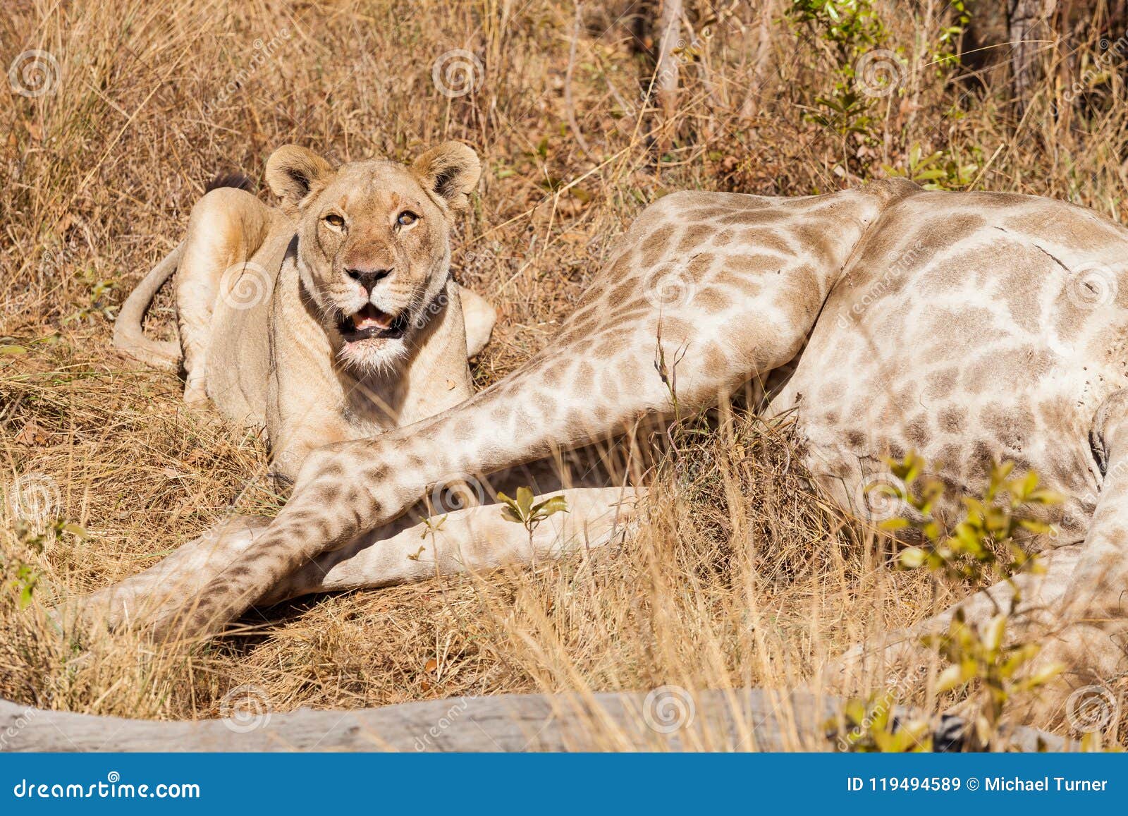 African Lion Eating a Giraffe in a South African Game Reserve Stock