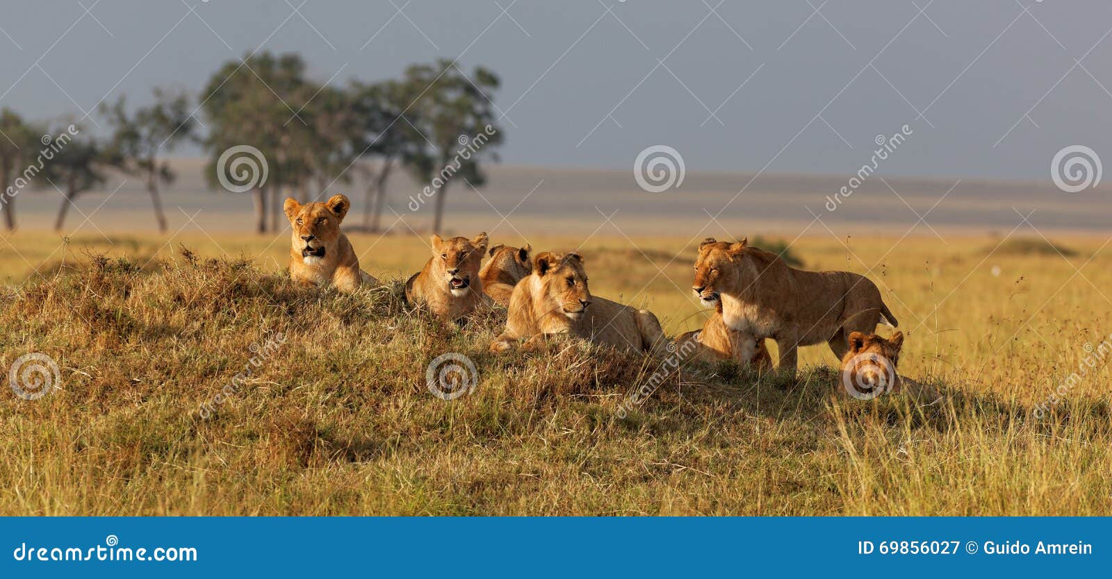 african lion family on watch on a knoll at sunset
