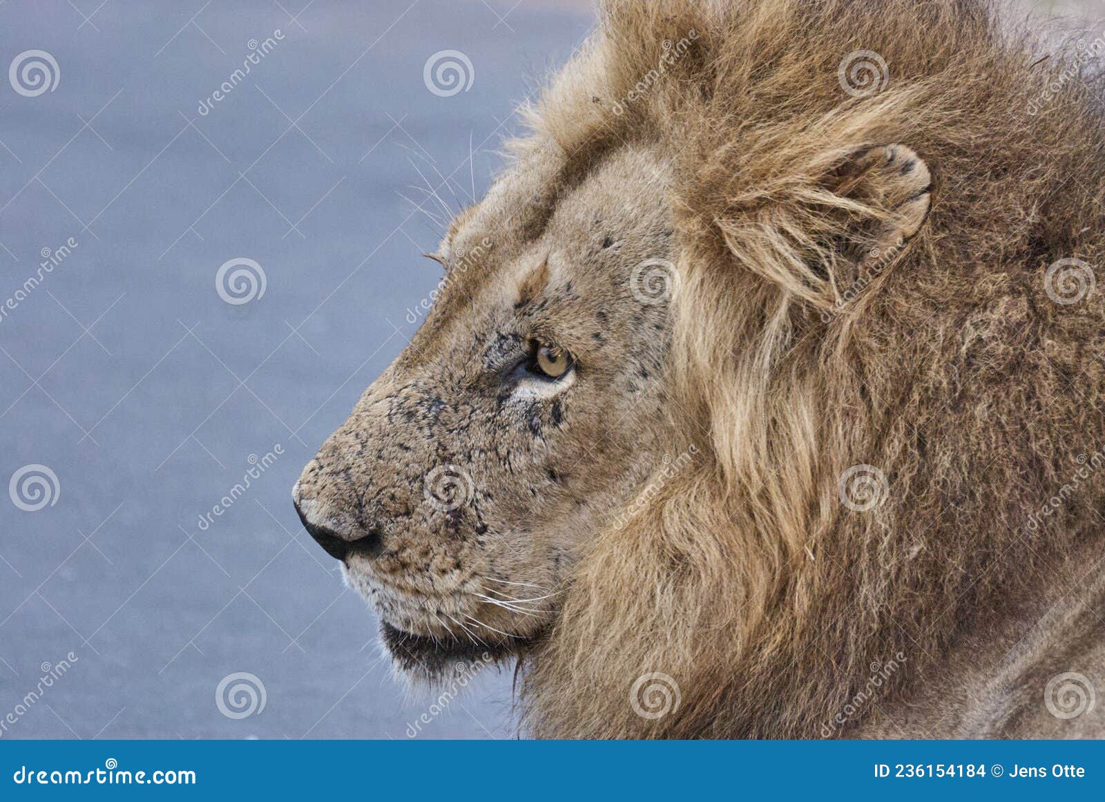 Close Up of Male African Lion Stock Photo Image of savanna, brown