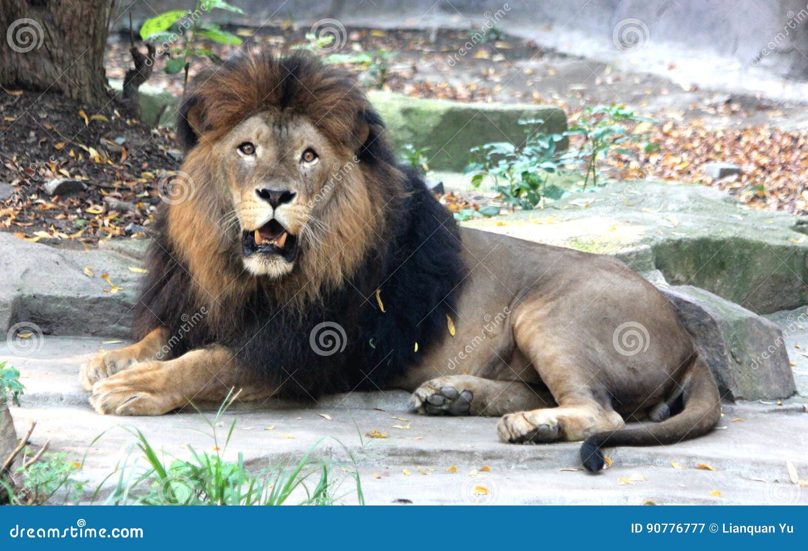 largest african lion