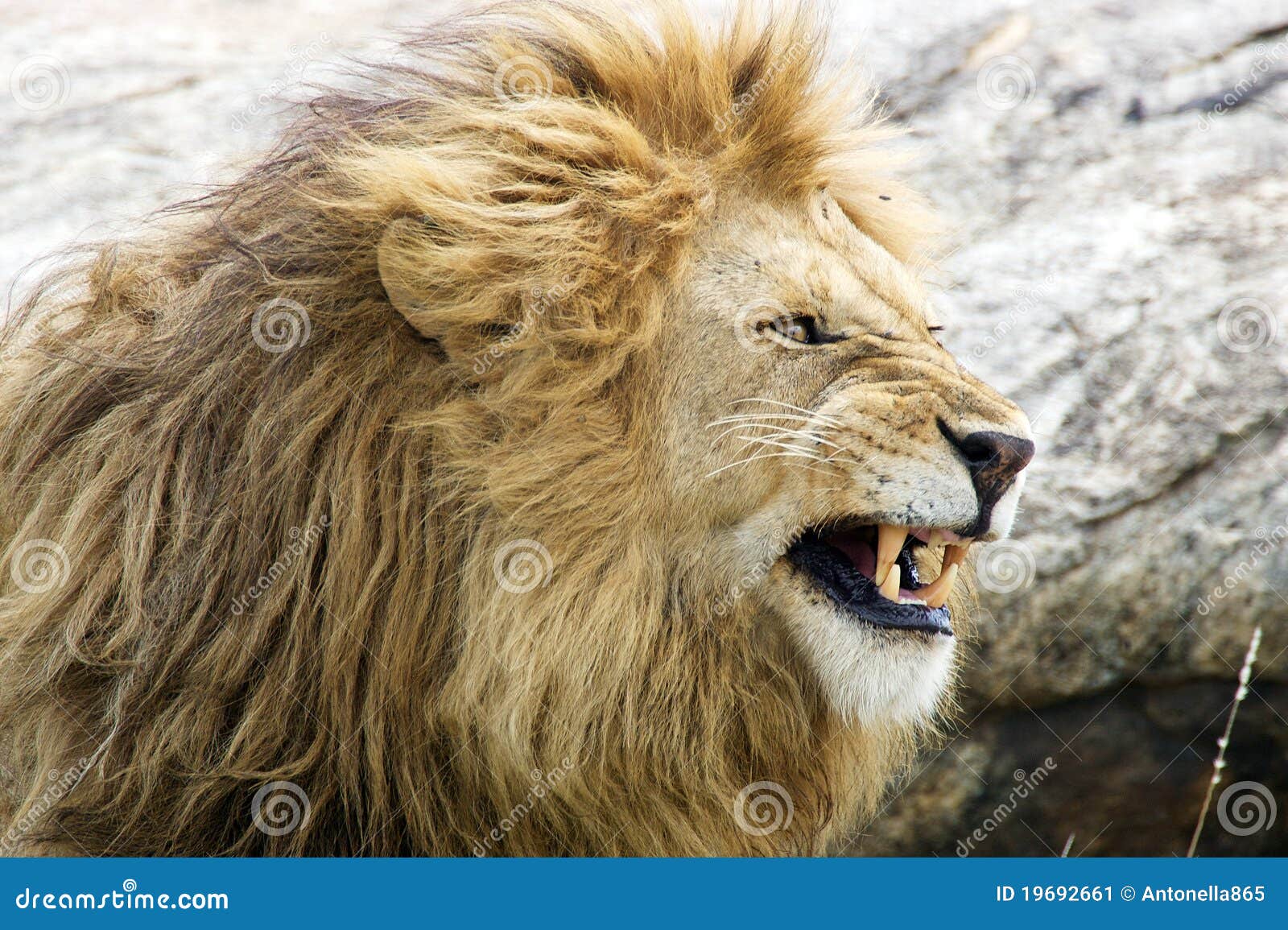 African Lion Panthera Leo Stock Image Image Of