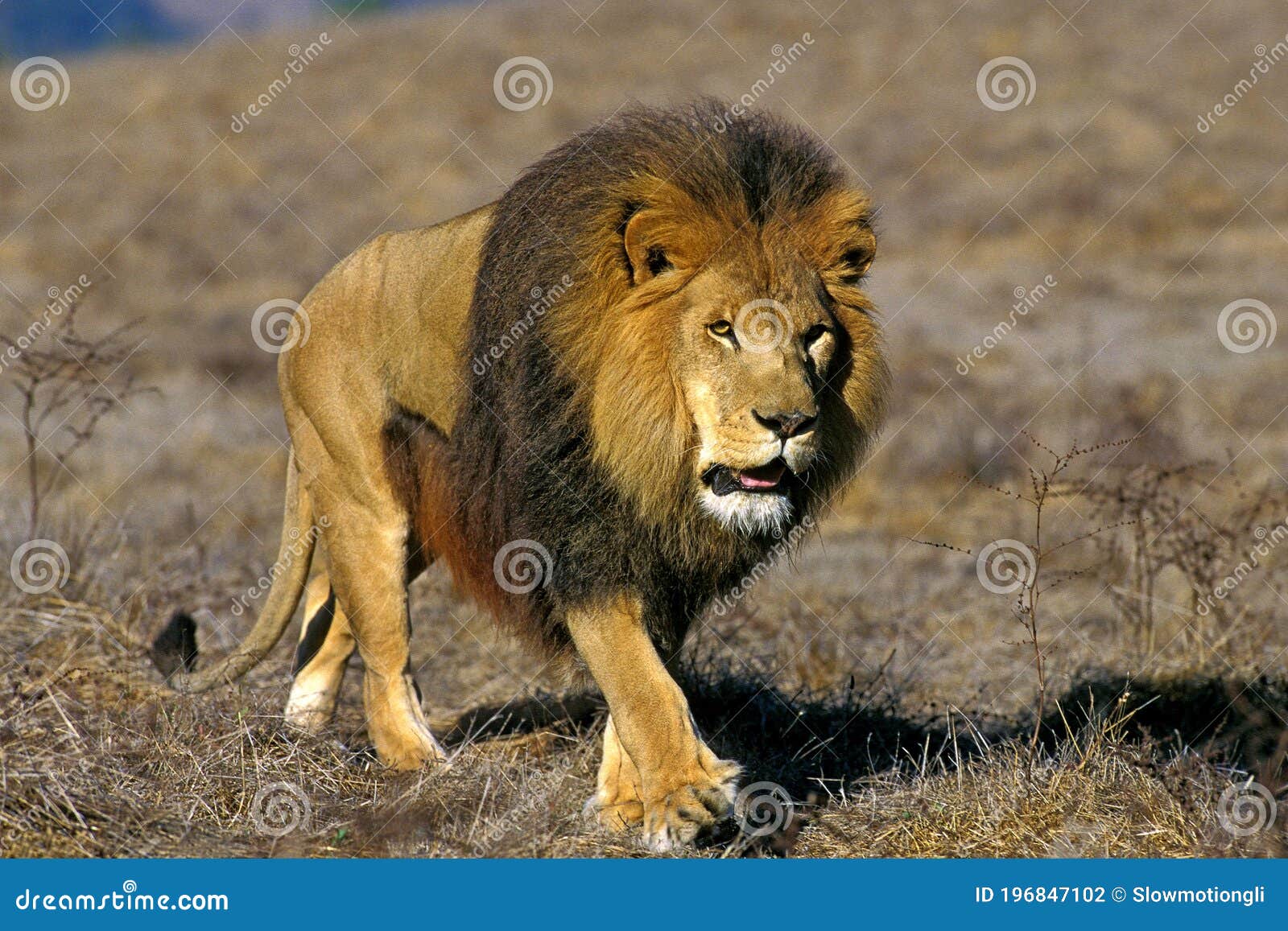 Majestic African Lion, Panthera leo, roams the African savannah,  representing the continent's iconic wildlife Stock Photo - Alamy