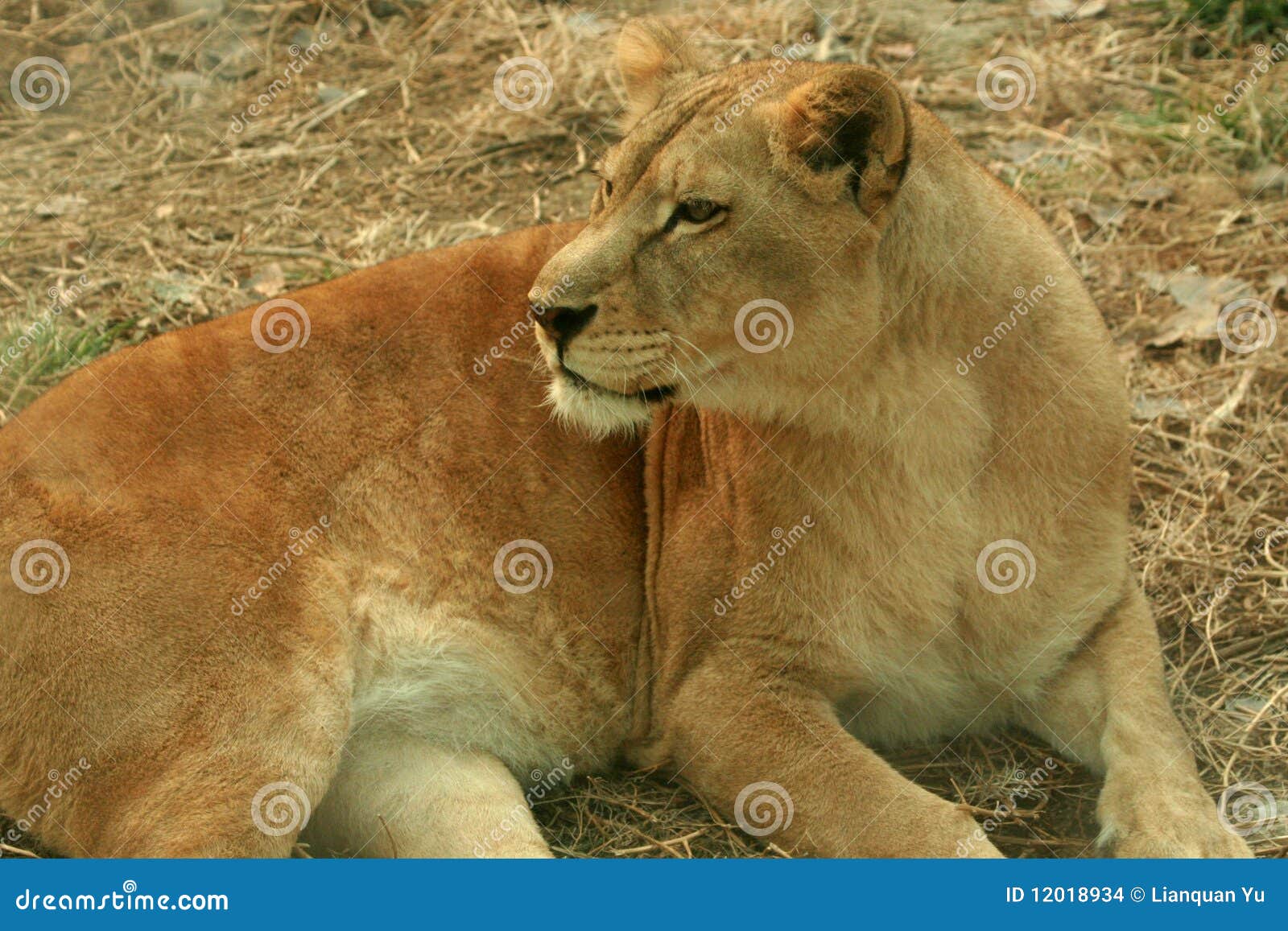 African lions stock photo. Image of rainforest, geography 12018934