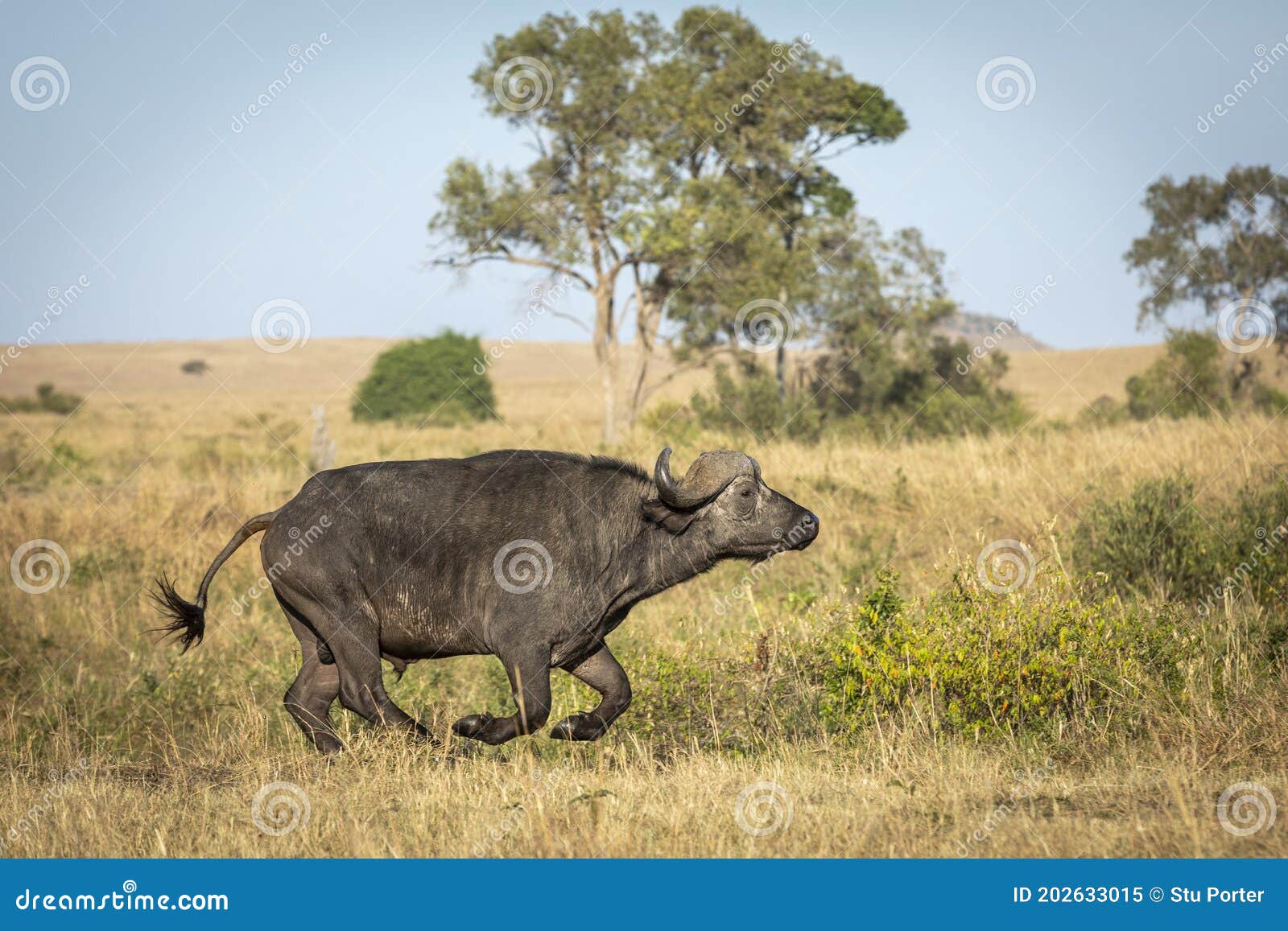 pludselig udendørs kor African Buffalo Bull Running in Masai Mara in Kenya Stock Image - Image of  bovine, male: 202633015