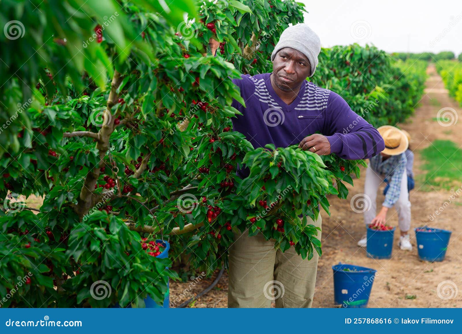 African Man Picking Cherries Stock Photo Image of agricultural