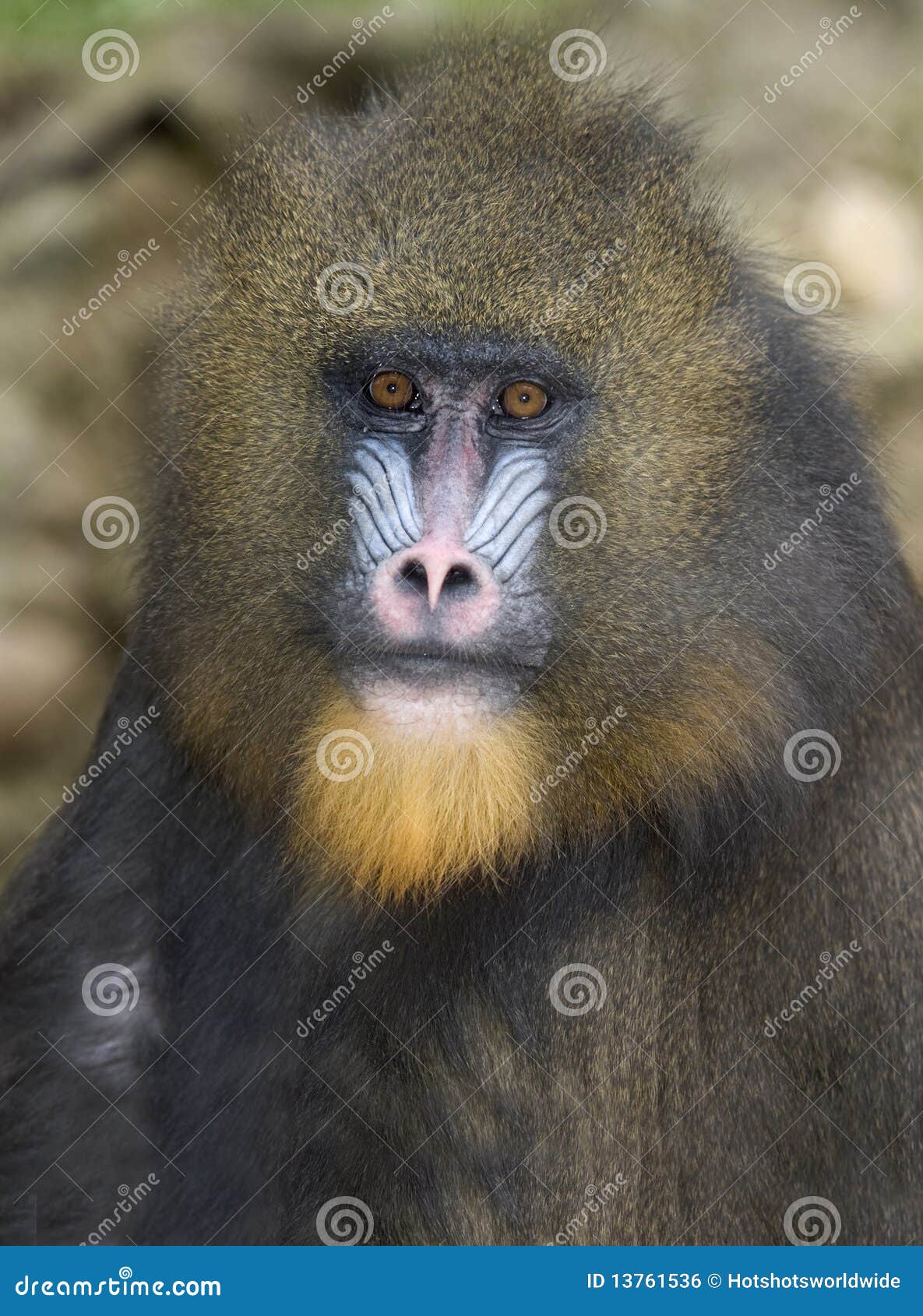 African Mandrill Africa Congo Monkey Ape Stock Photo Image of