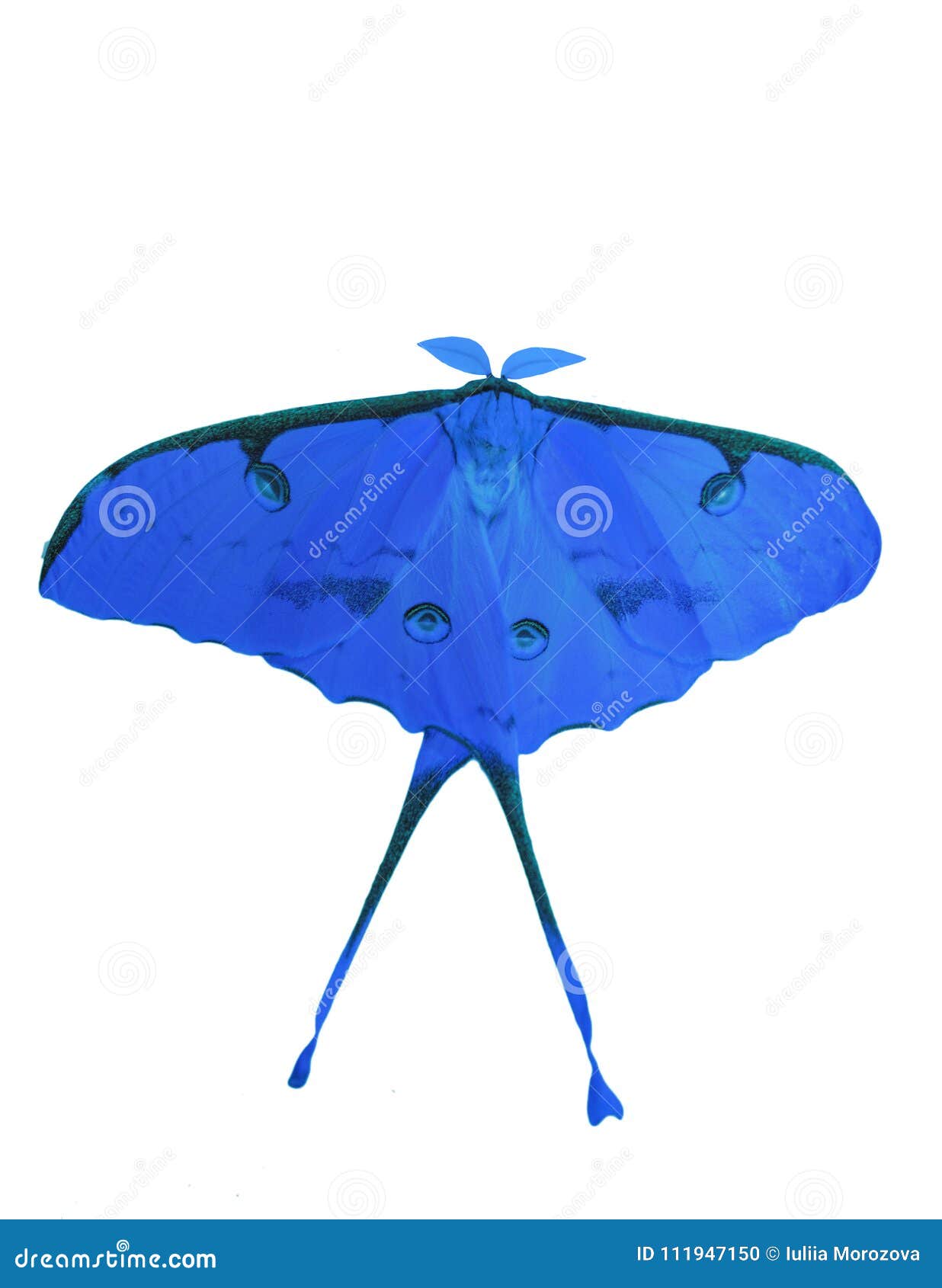 african moon moth  on white background. color change to blue