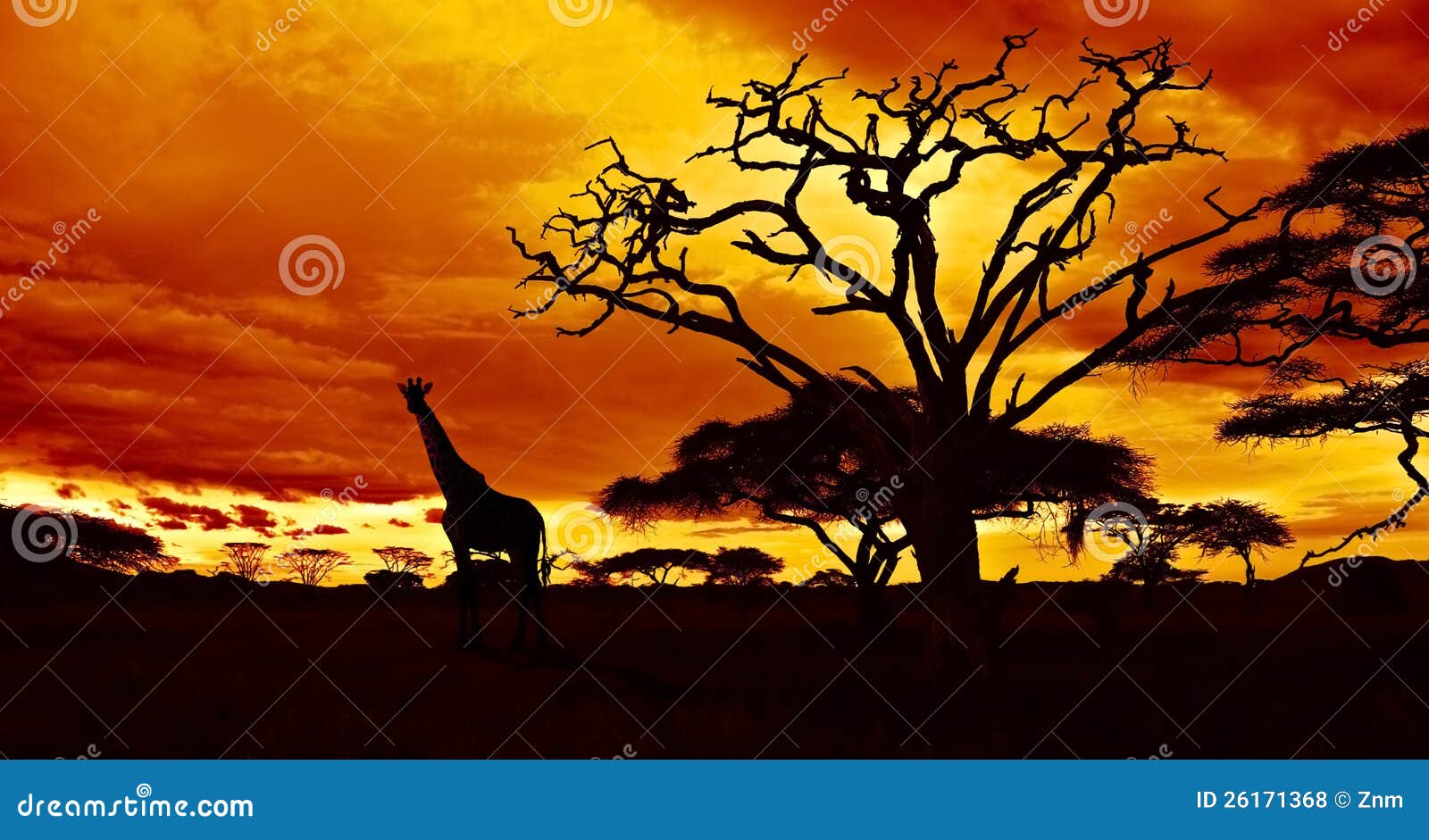 African night stock photo. Image of bushes, dusk, scenic 26171368