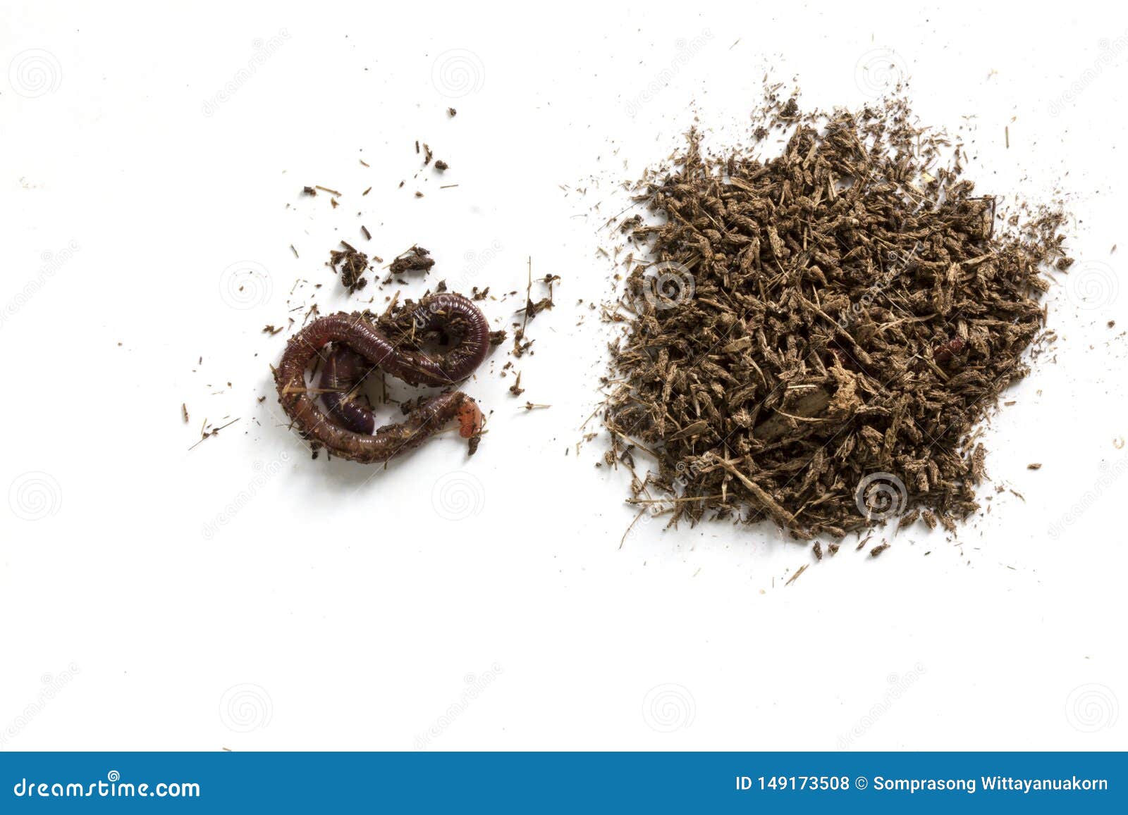 Groups Of Earthworm African Night Crawler On The Ground Stock Photo,  Picture and Royalty Free Image. Image 152750741.