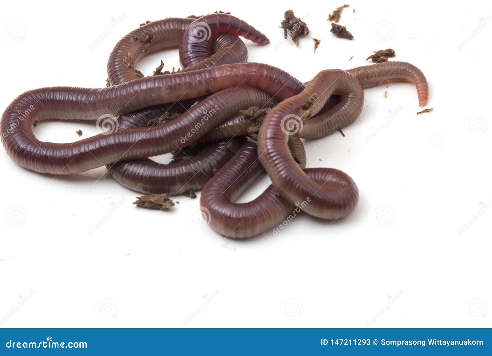 African Night Crawler, Earthworms Isolated on White Background