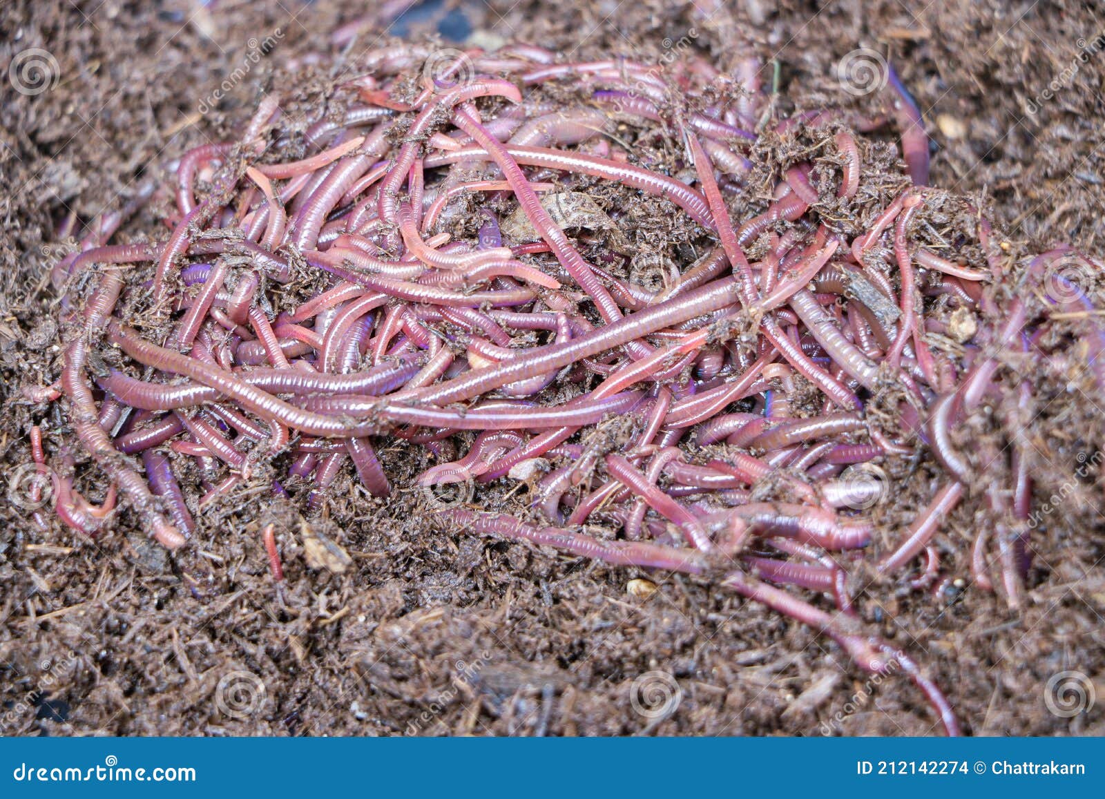 African Night Crawler Erthworms in Maure Stock Photo - Image of animal,  focus: 212142274
