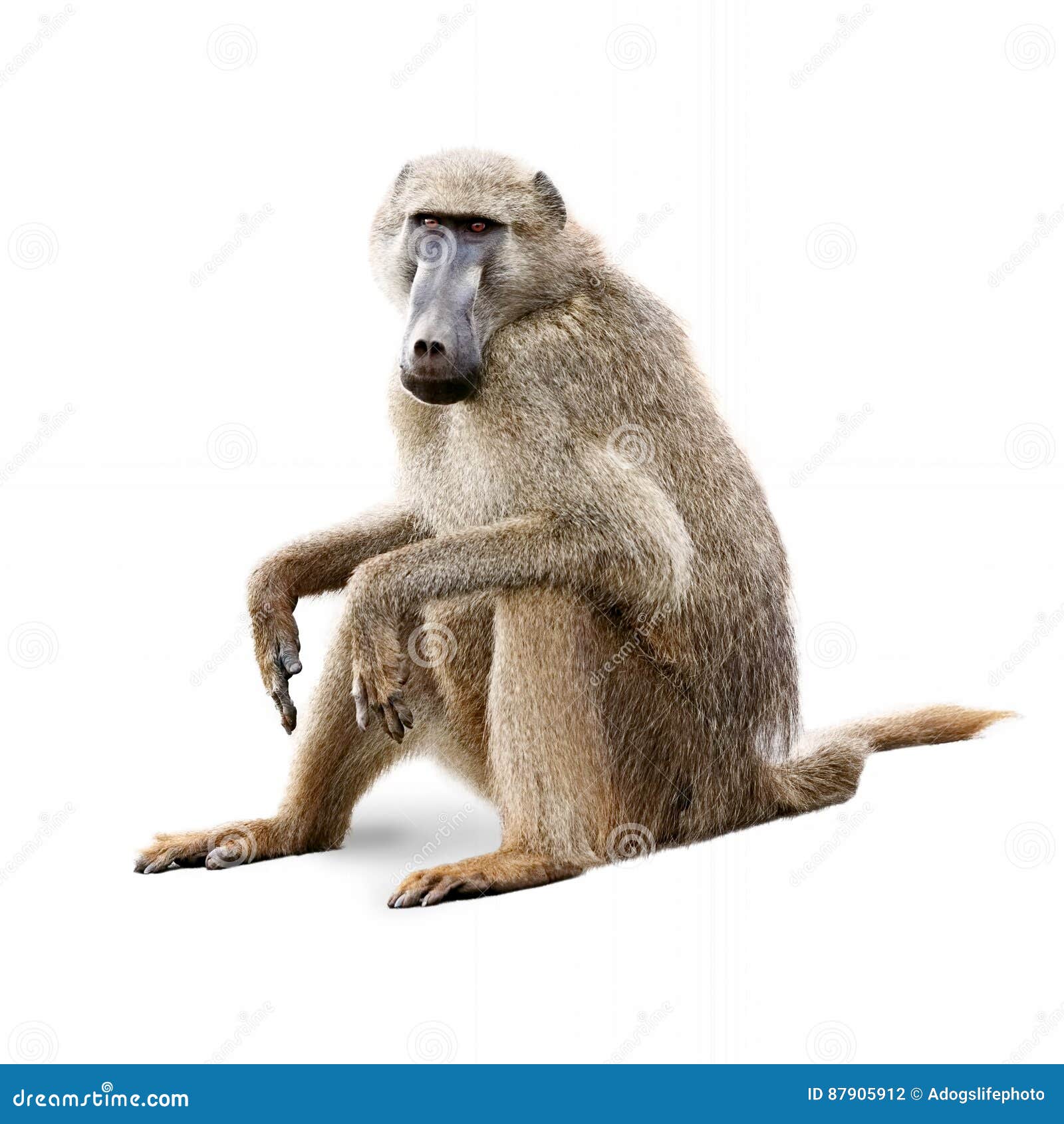 african olive baboon -  on white
