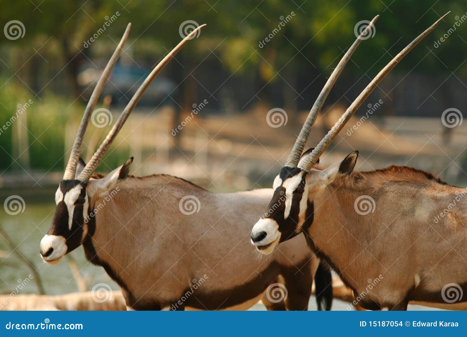 african oryx