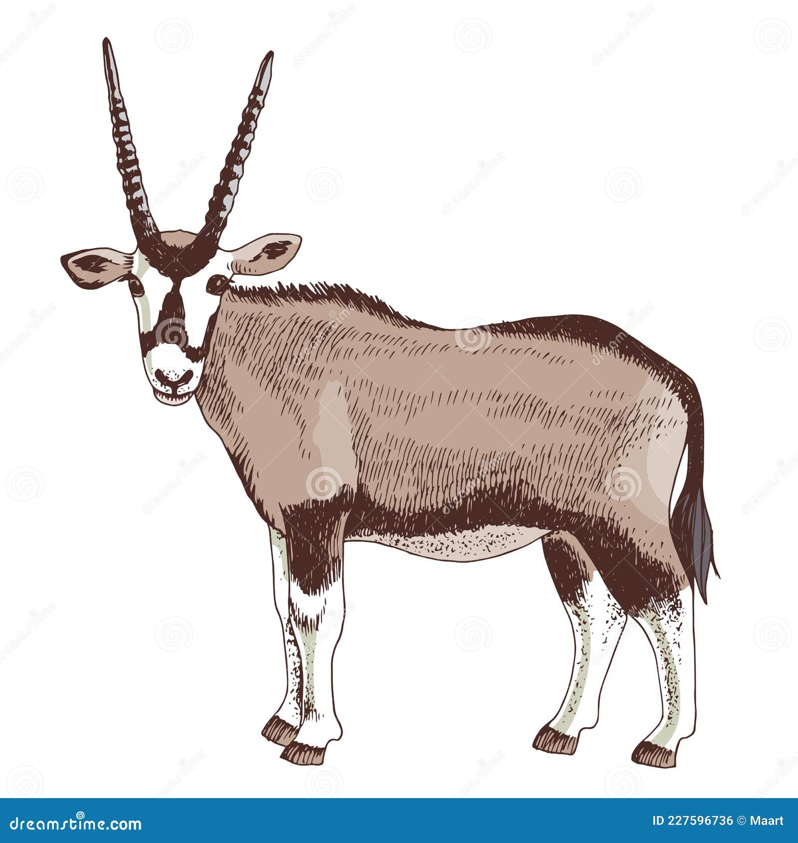 African Oryx Antelope with Long Horns Stock Vector - Illustration of horn,  isolated: 227596736