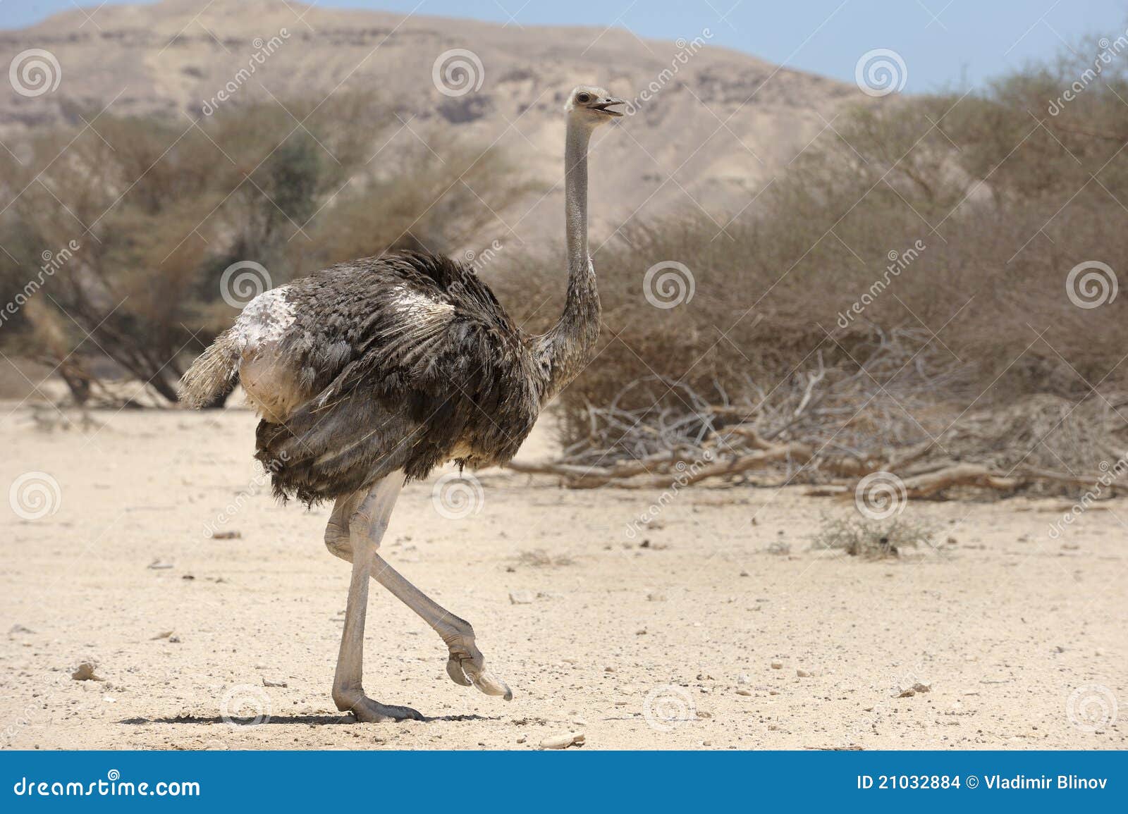 African ostrich stock photo. Image of yotvata, camelus 21032884