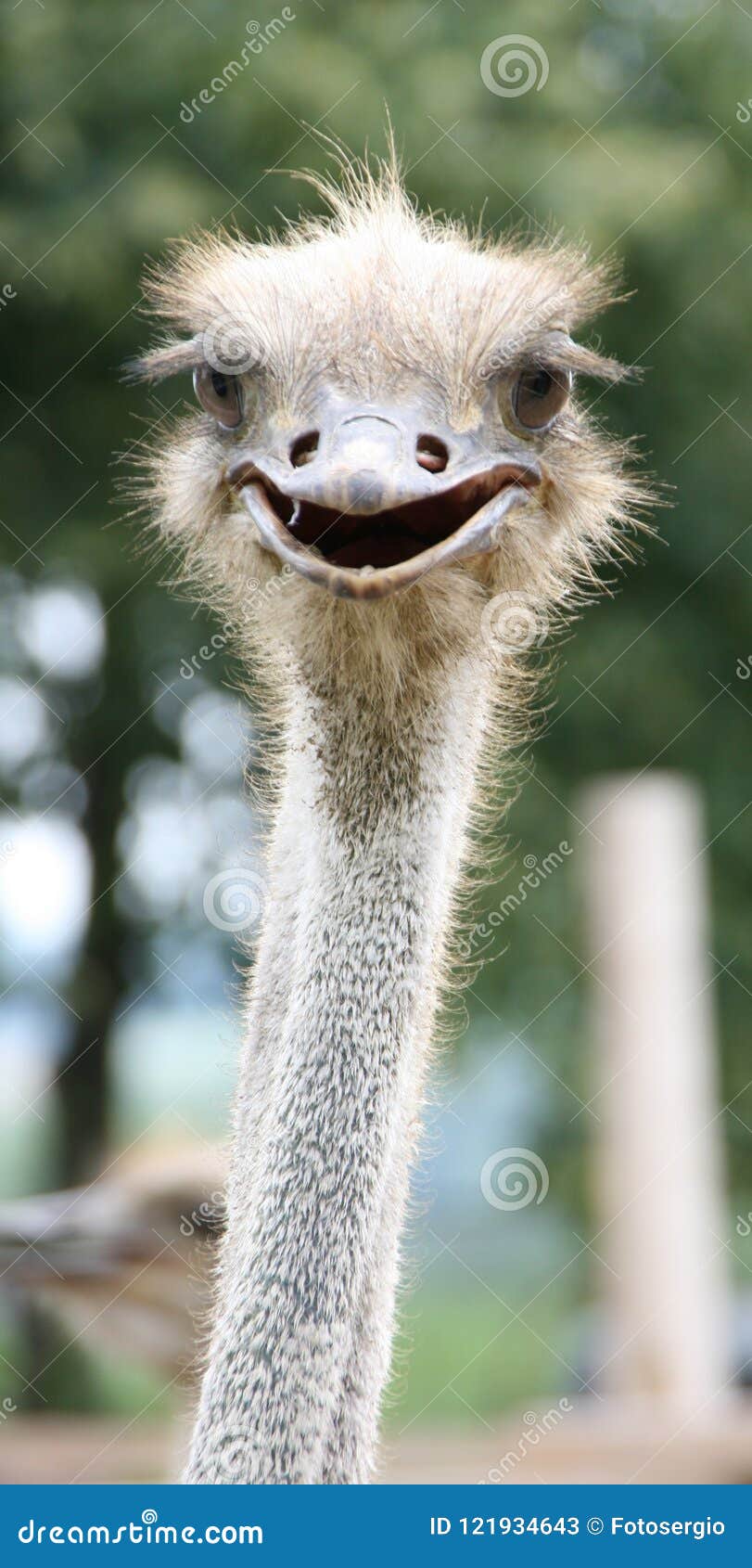 African ostrich funny face stock image. Image of portrait - 121934643