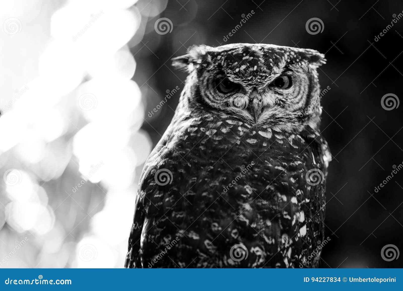 African Owl Black And White Animals Portraits Stock Photo