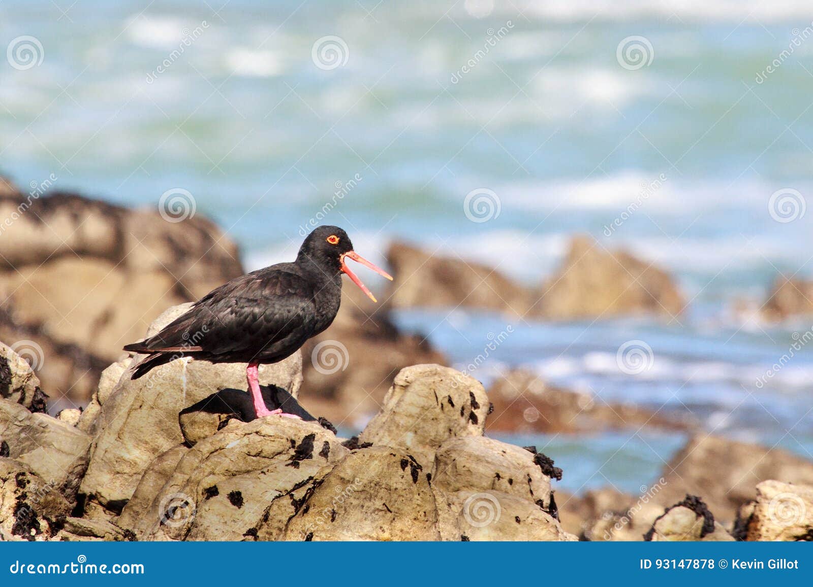 African oyster catcher stock photo. Image of jagged, black 93147878