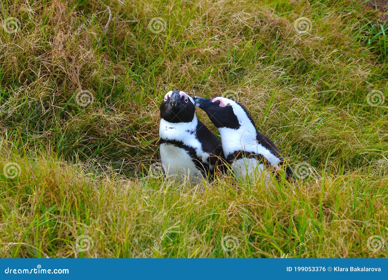 african penguin on rocky ocean coast. african penguin spheniskus demersus, also known as spectacled penguin and black penguin