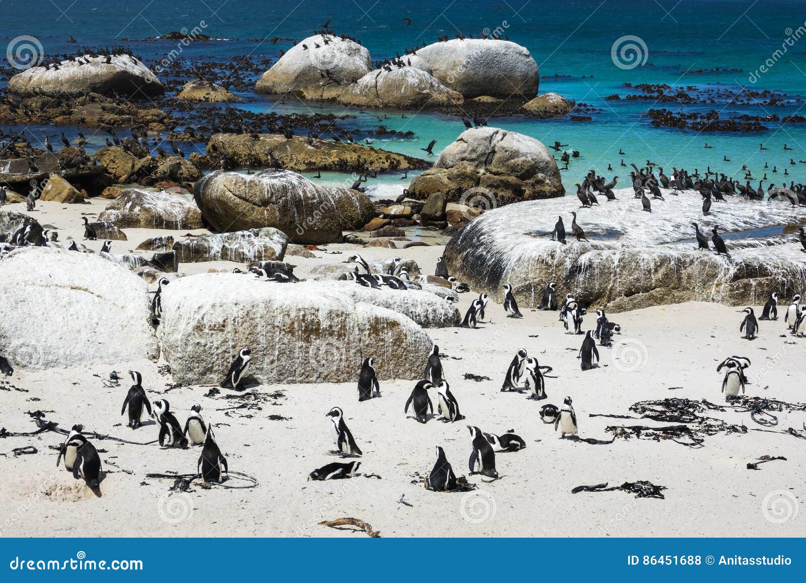 african penguins at boulders beach, cape town, south africa