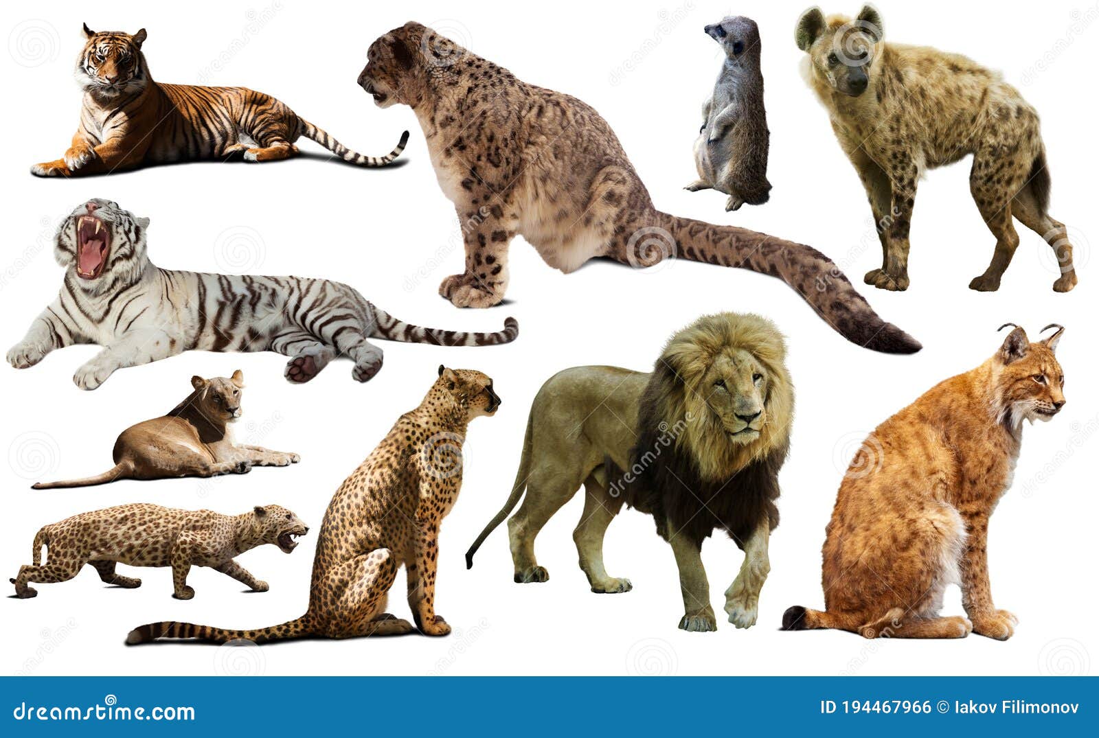 predators animals images predators animals images