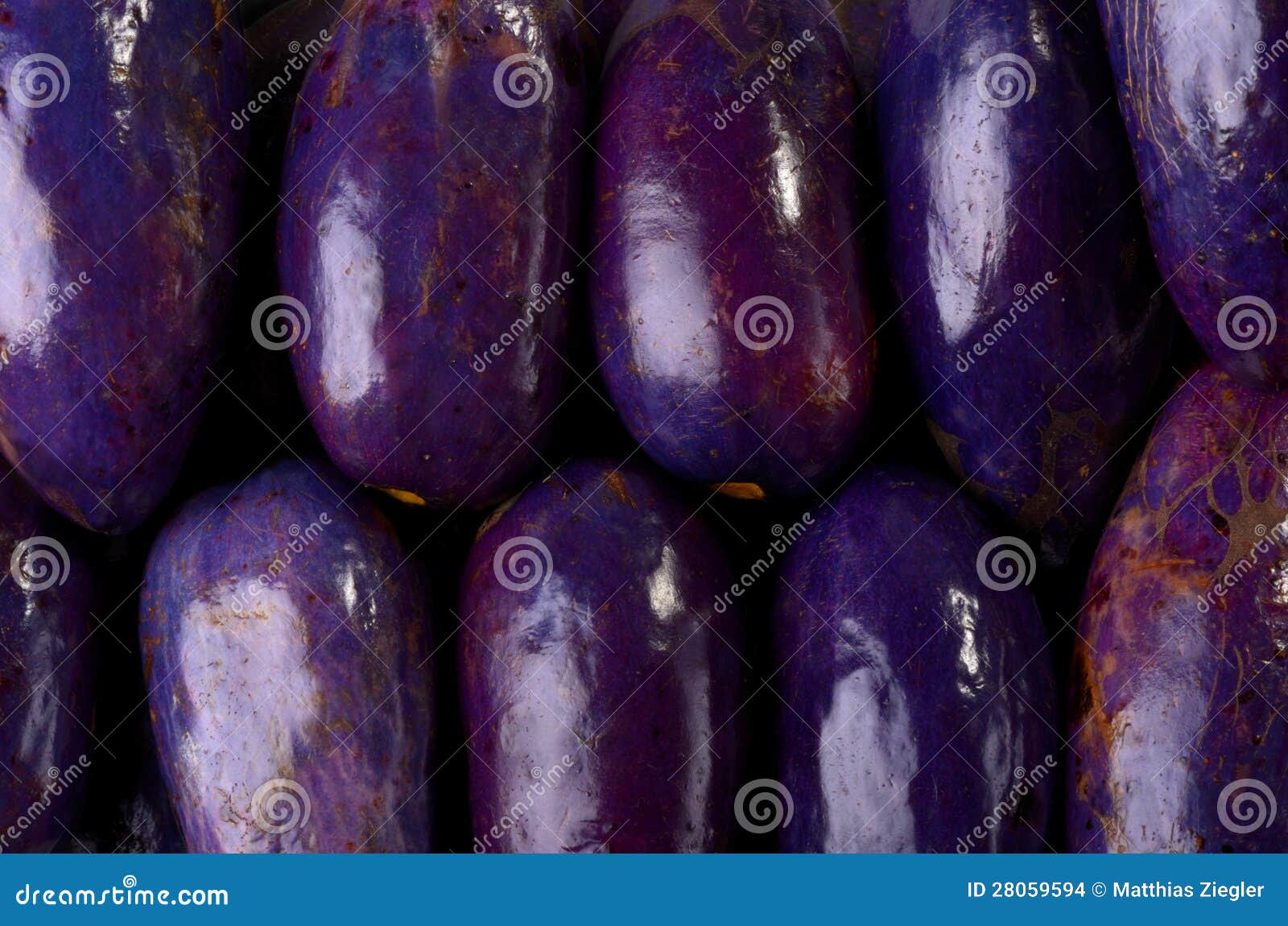 prunes tree download free prunes tree download free
