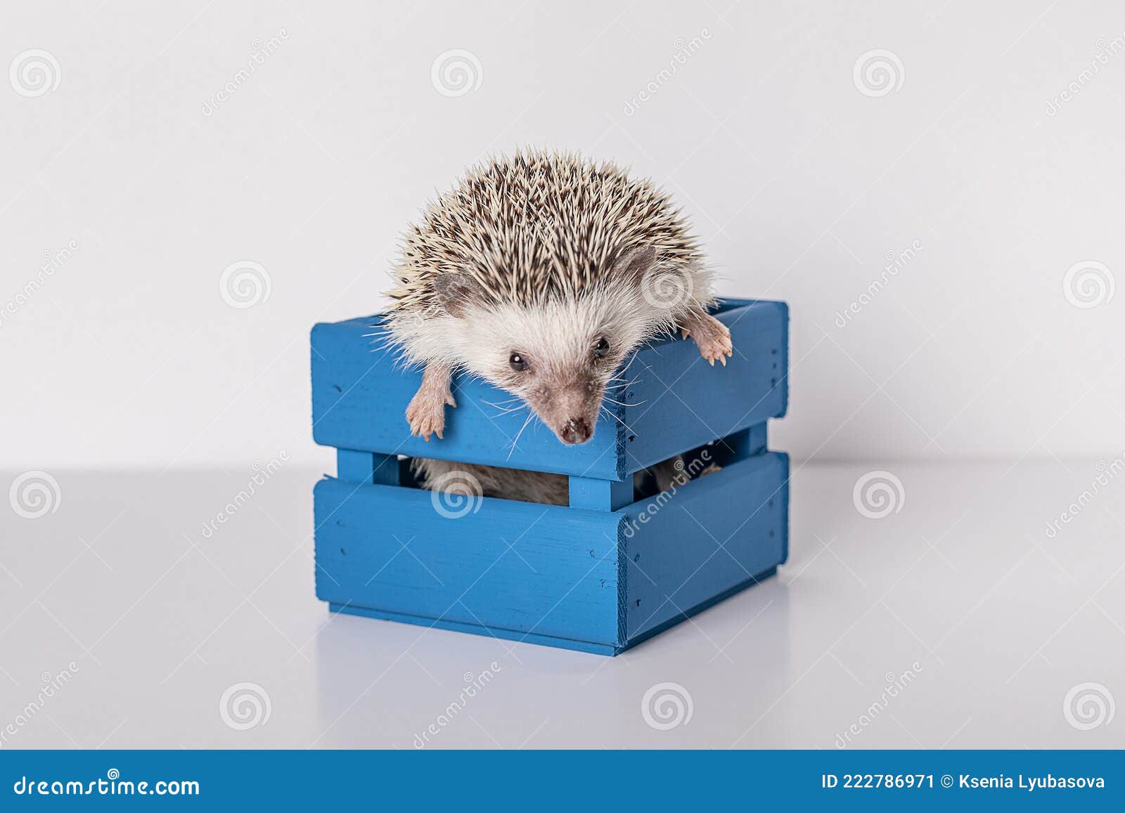 hedgehog breeds