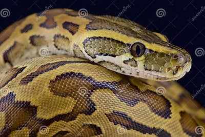 African Rock Python (Python Sebae) Stock Photo - Image of largest