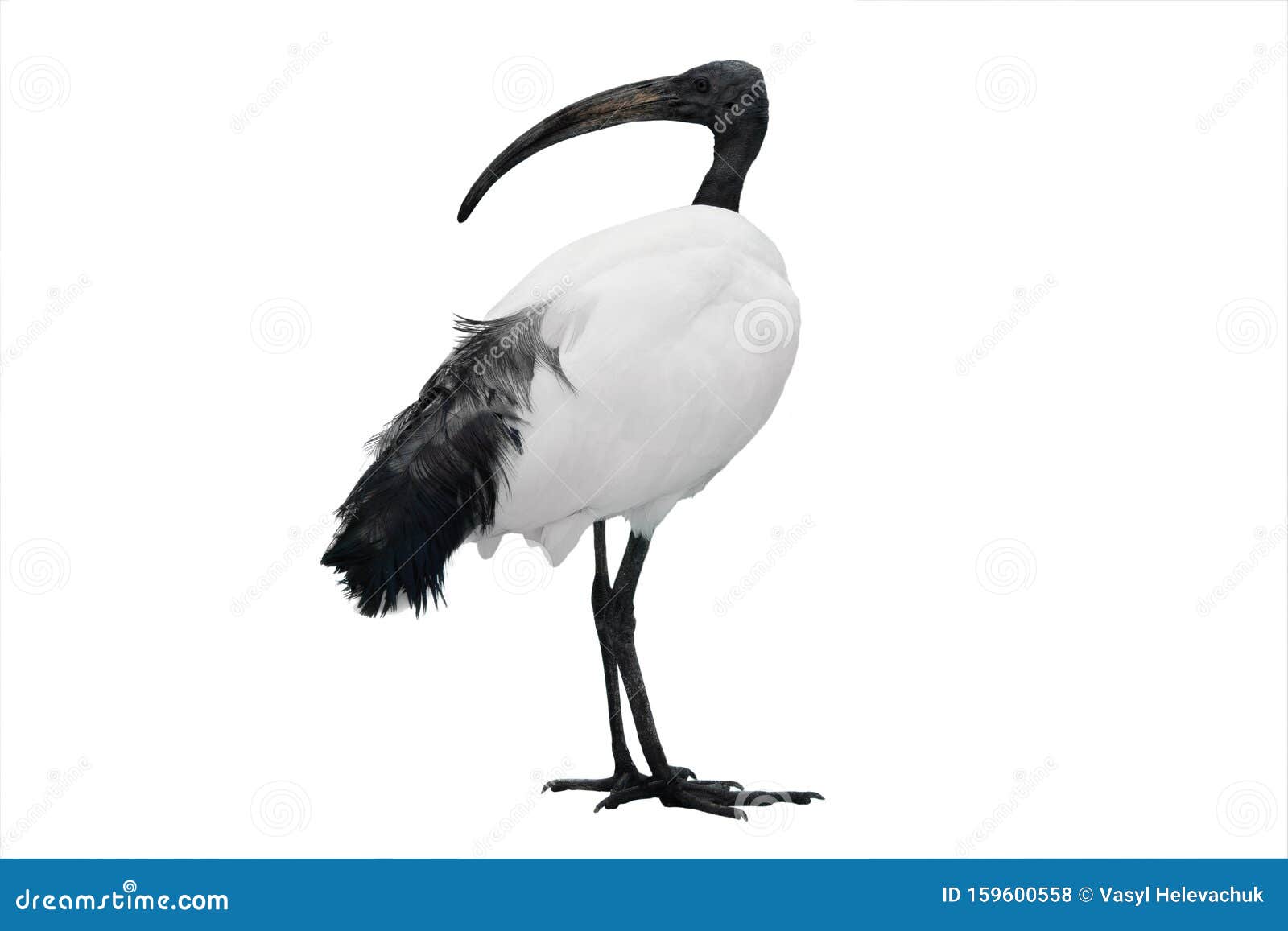 african sacred ibis  on white