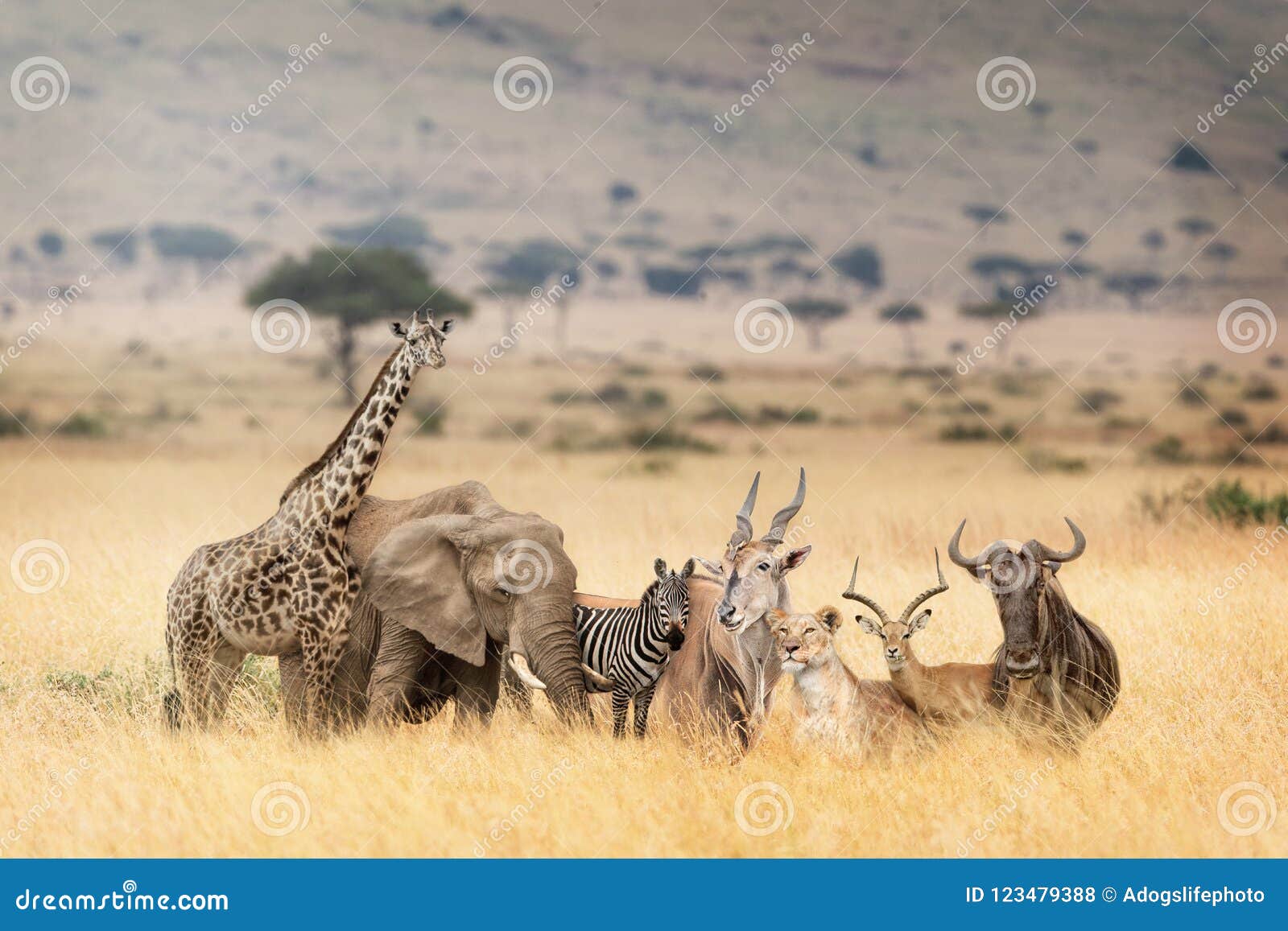African Safari Animals in Dreamy Kenya Scene Stock Photo - Image of open,  fantasy: 123479388