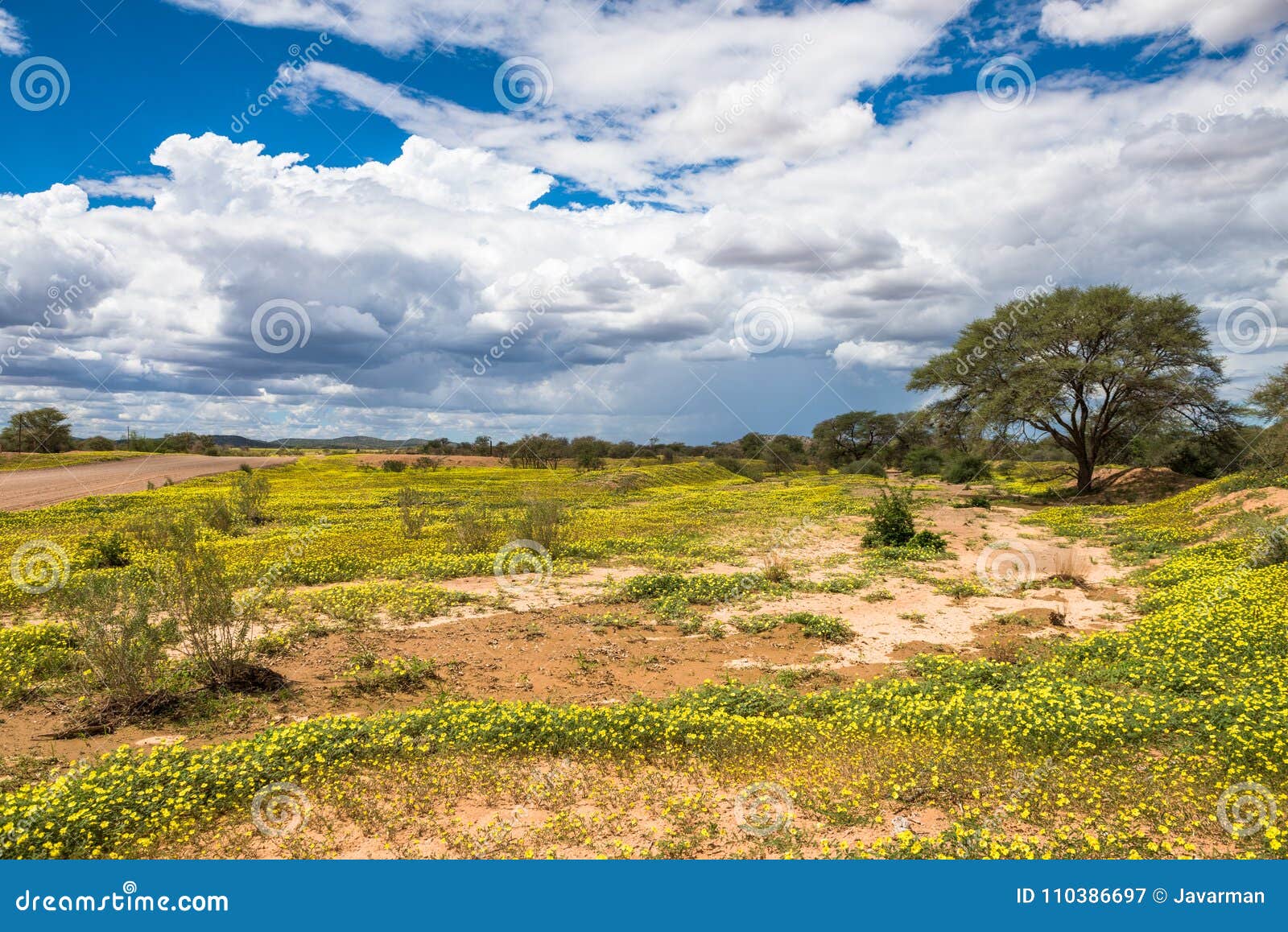 African savanna in bloom stock image. Image of beauty 110386697