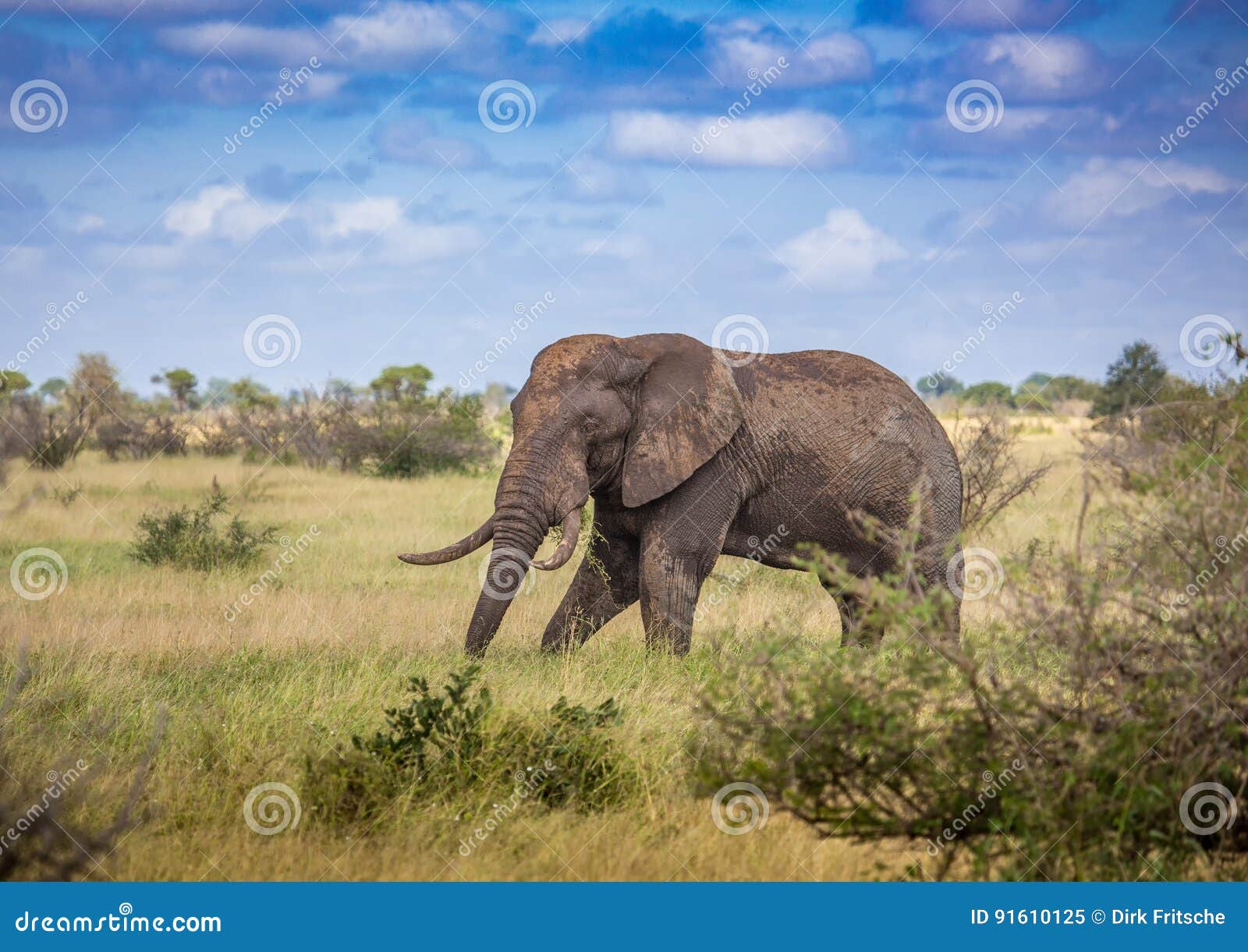 African Savannah Elephant at the Kruger National Park Stock Image