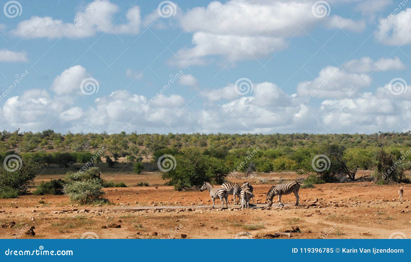 african savannah landscape with plain zebras at waterhole