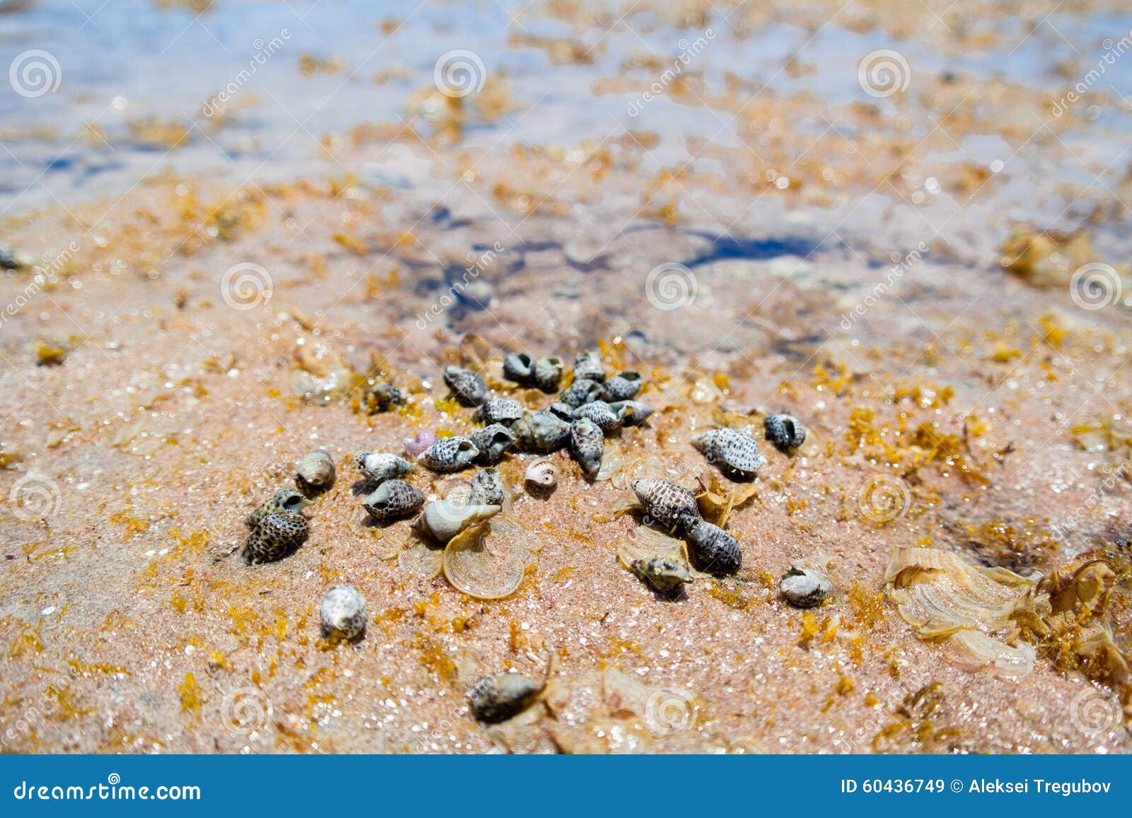 African seashells stock image. Image of life, shells 60436749