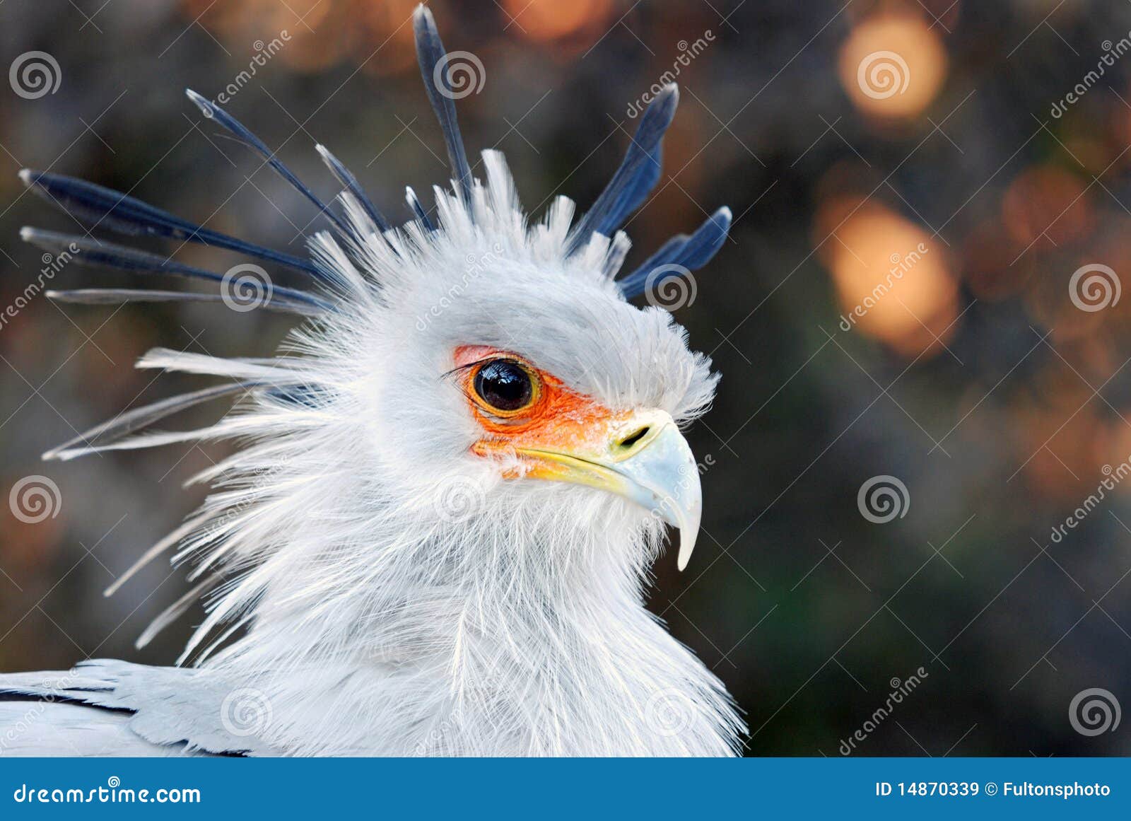 african secretary bird