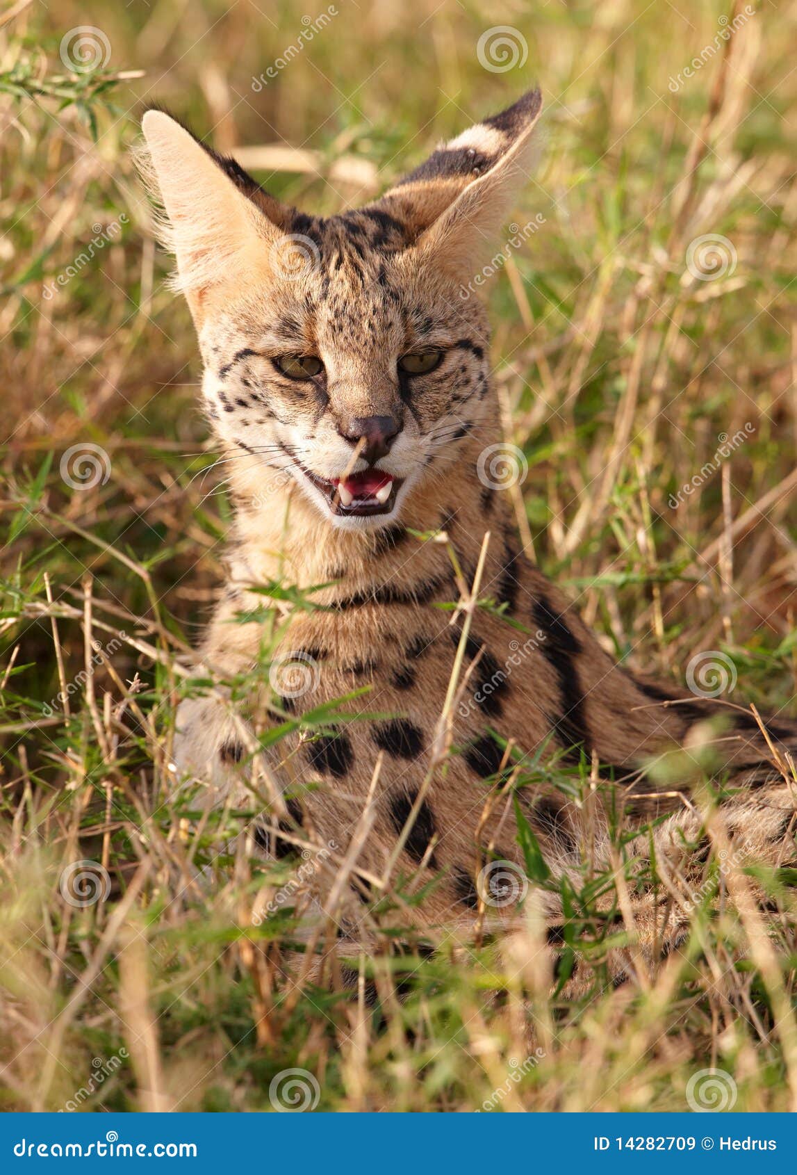 african serval (leptailurus serval)