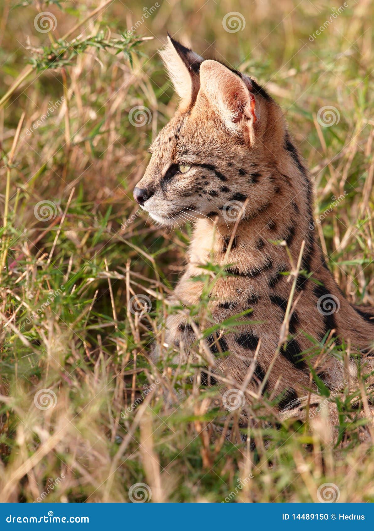 african serval (leptailurus serval)