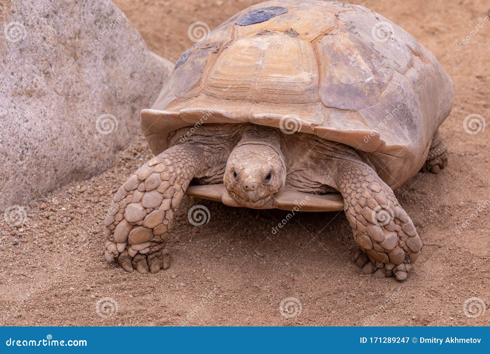 African Spurred Tortoise Standing on Paws Stock Image Image of turtle