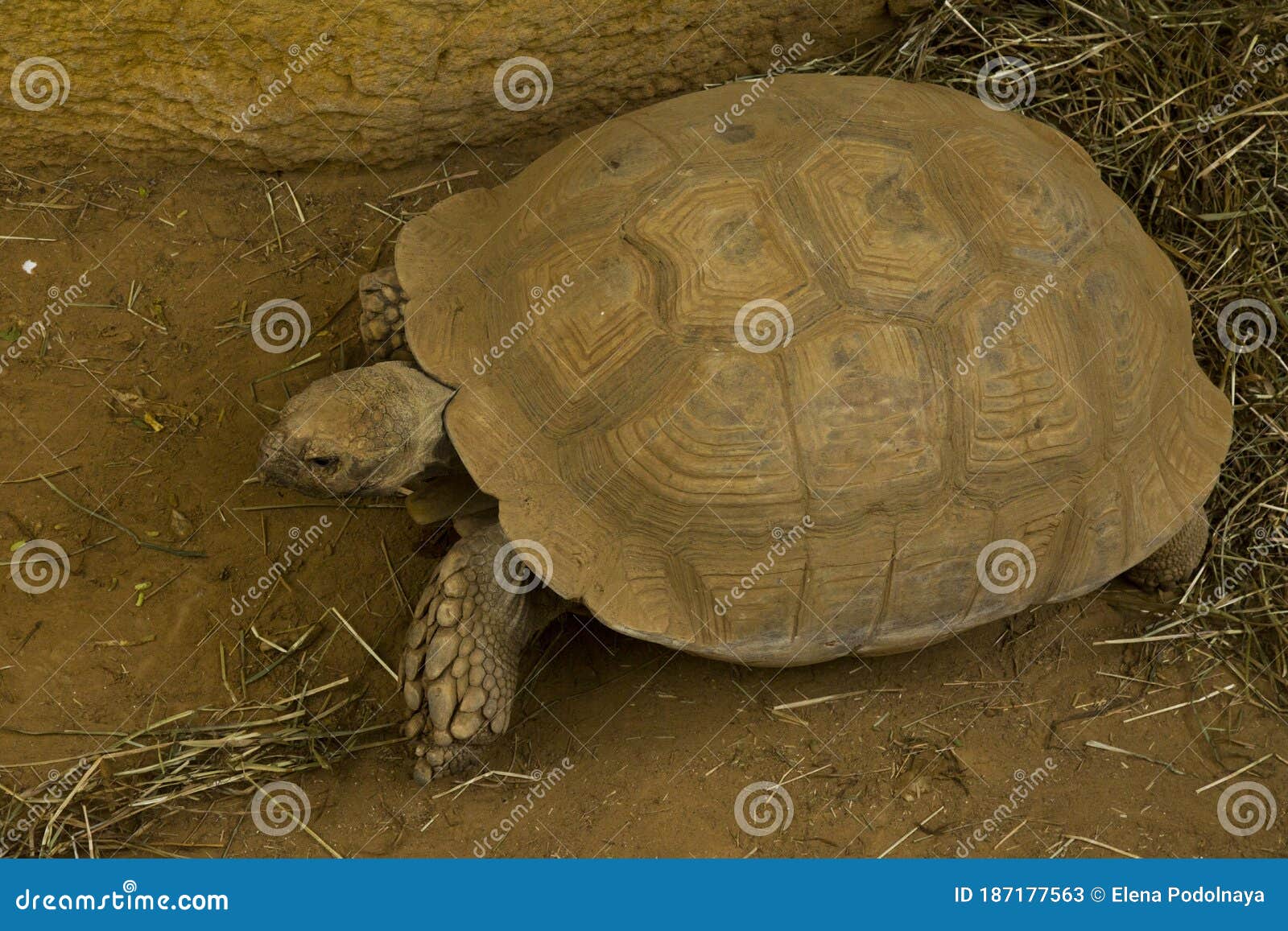 african spurred tortoise,  sulcata tortoise centrochelys sulcata.