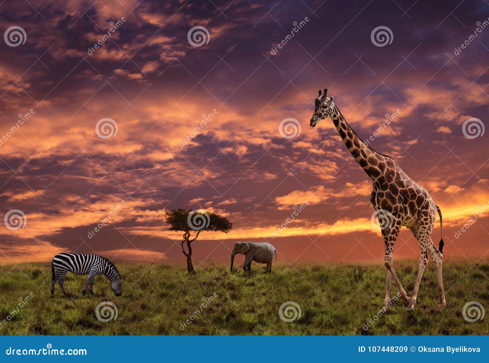 African Sunset Background with Animals Stock Image Image of grass