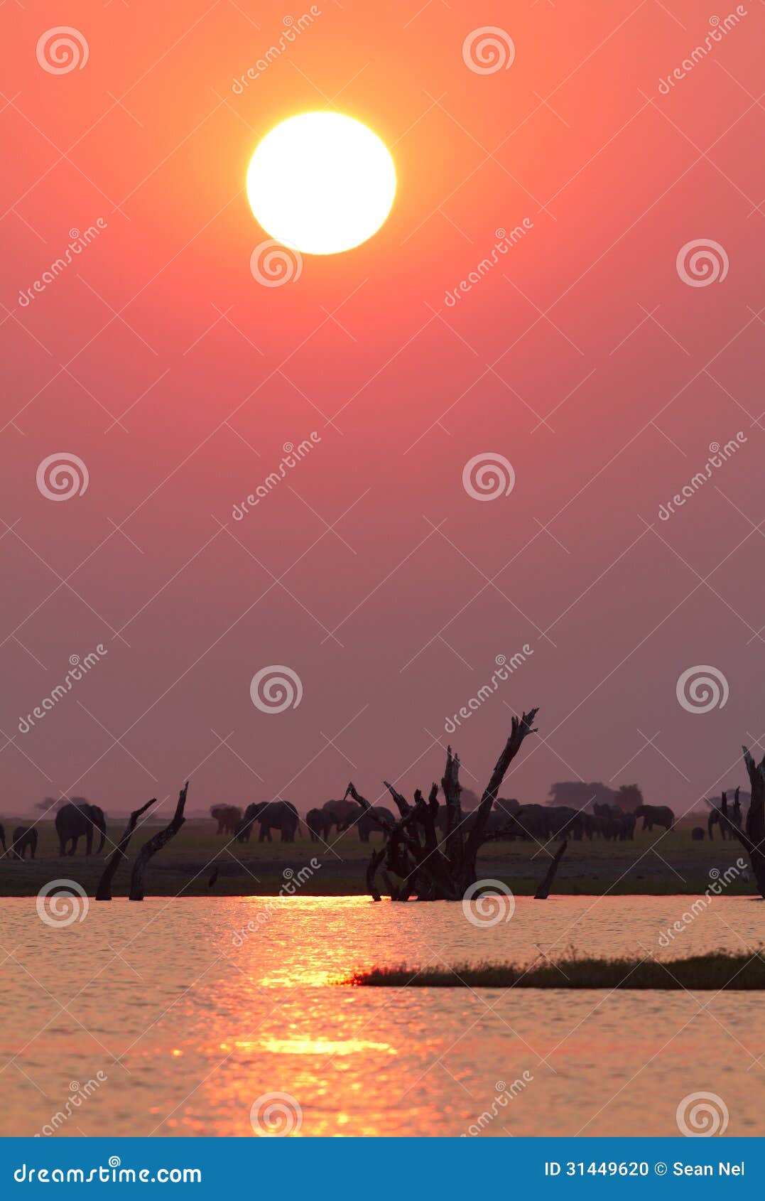 African Sunset stock photo. Image of namibia, wilderness - 31449620
