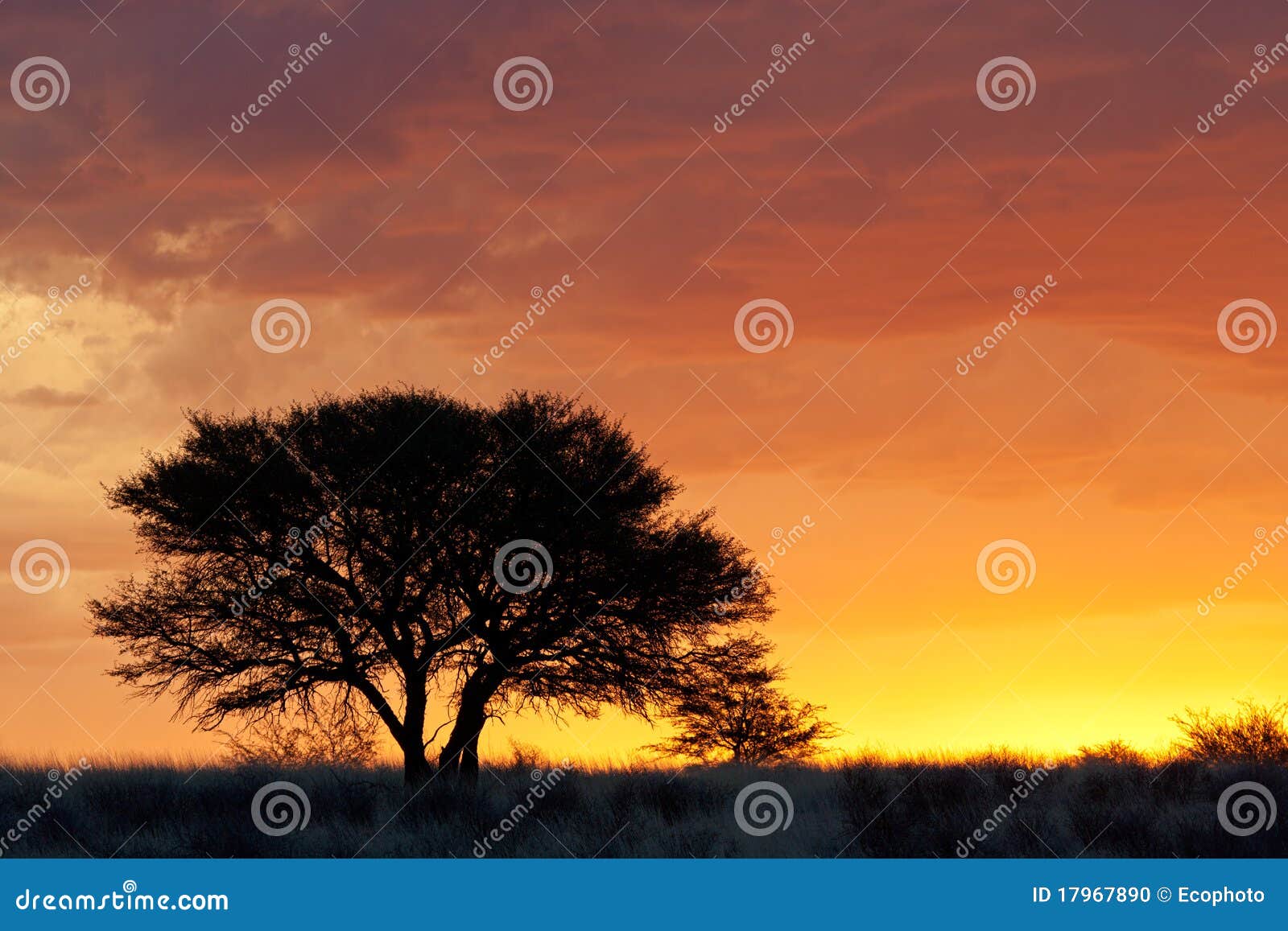 african sunset with silhouetted tree