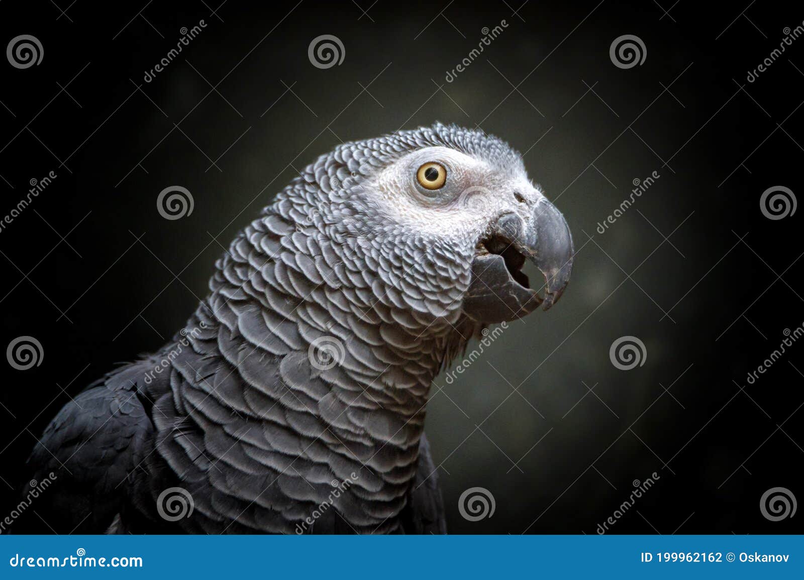 African Timneh Grey Parrot or Congo Grey Parrot, Congo African Grey