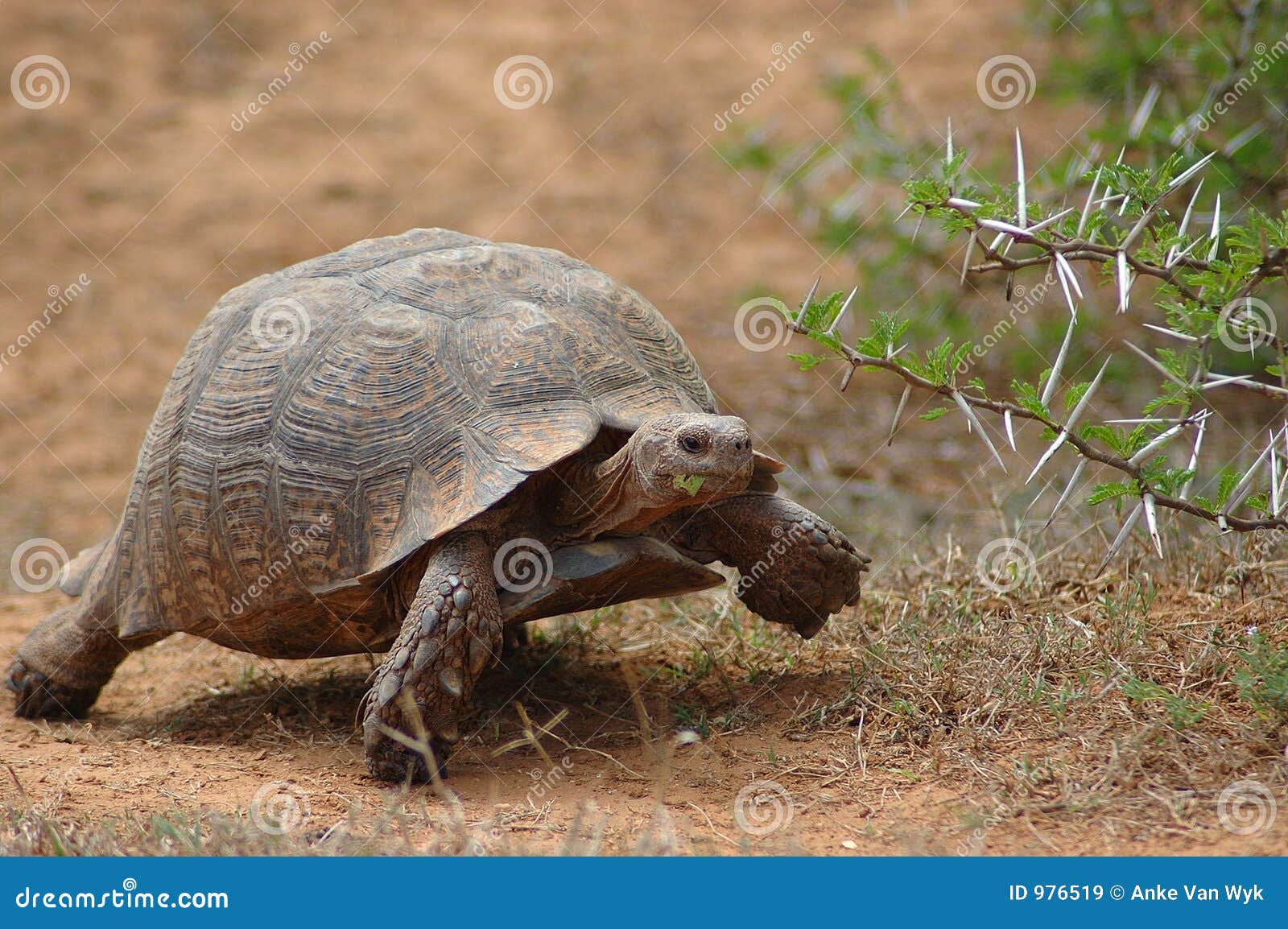 african tortoise