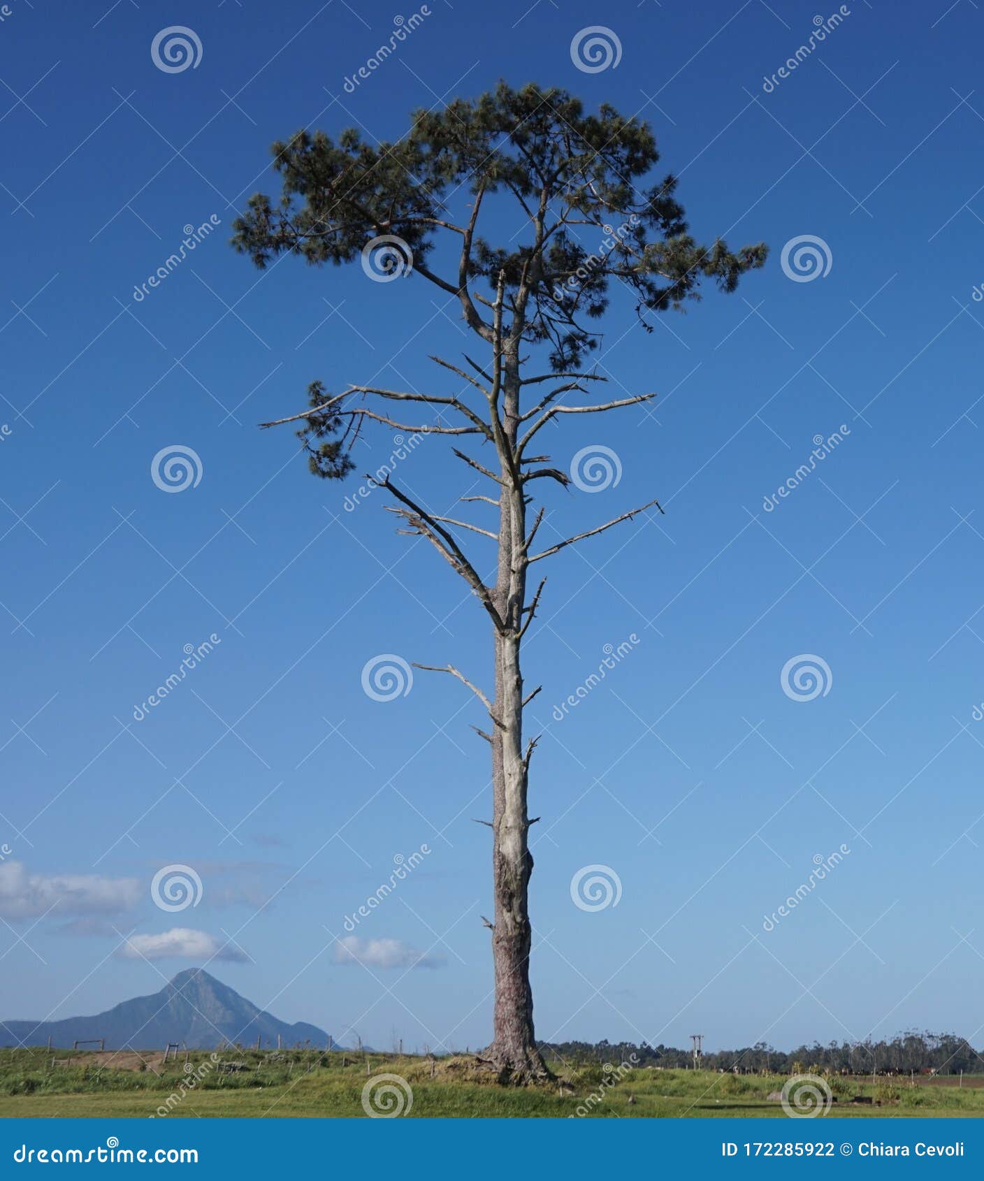 african tree landscape albero sfondo