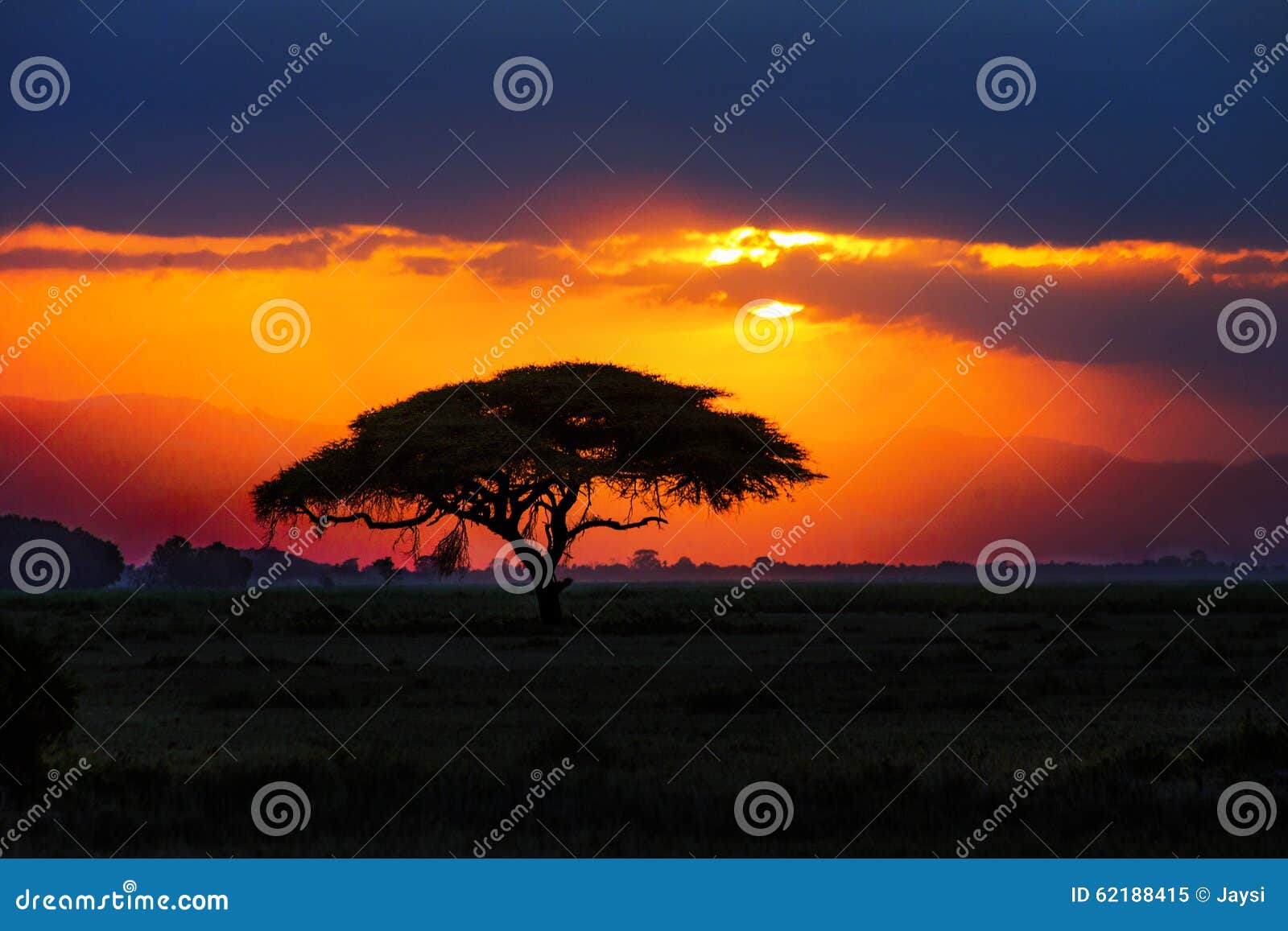 african tree silhouette on sunset in savannah, africa, kenya