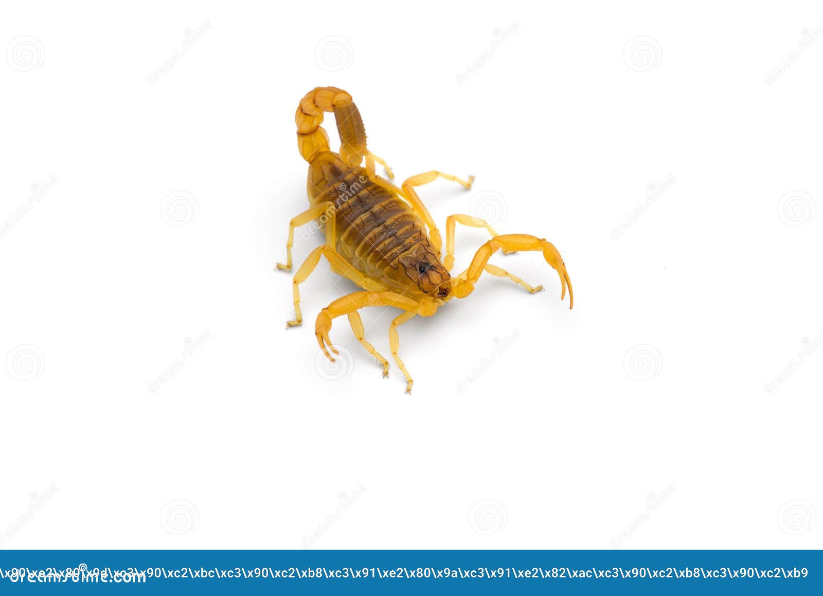 African Venom Scorpion Isolated on White Background Stock Photo - Image ...