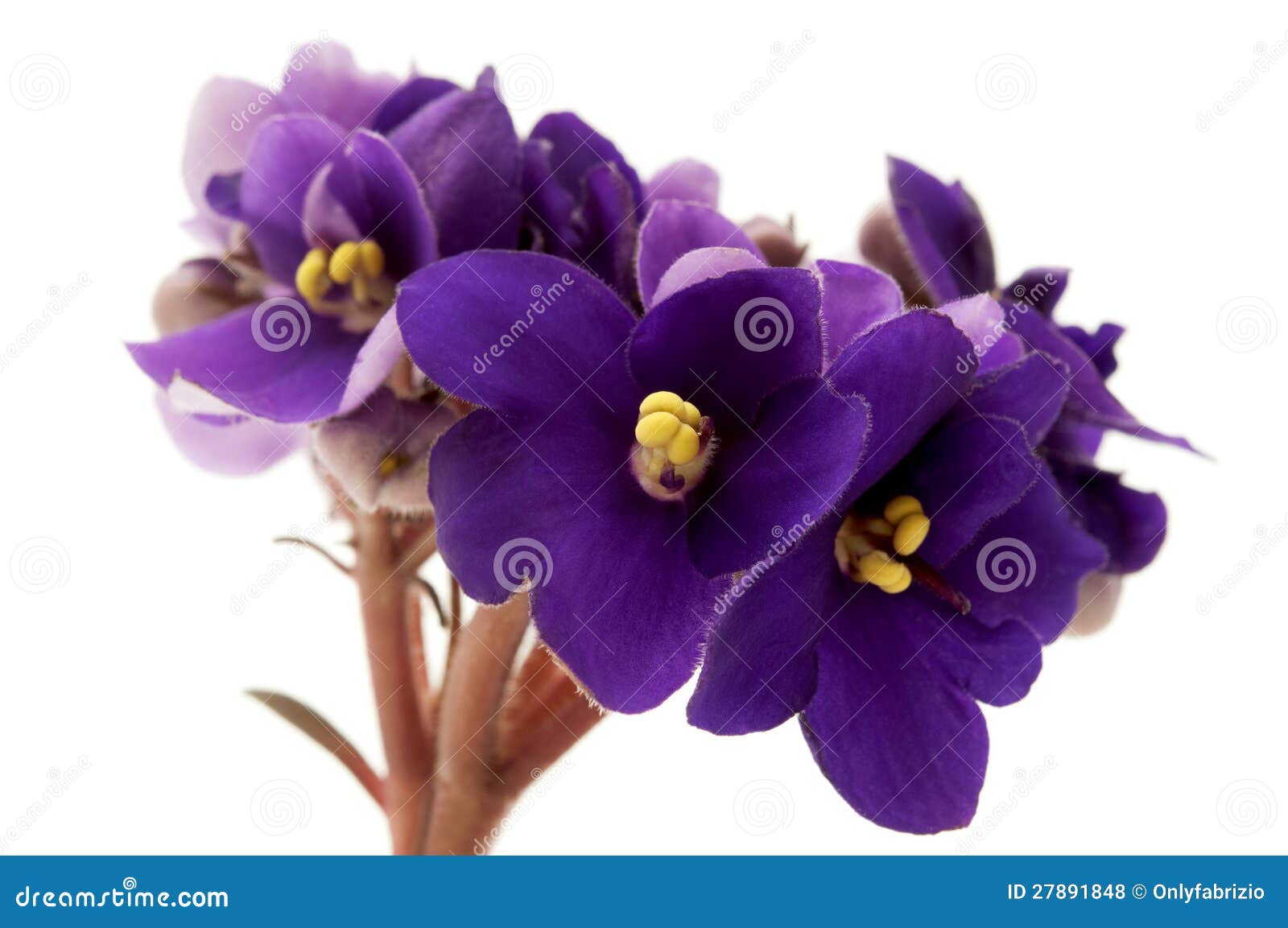 african violet